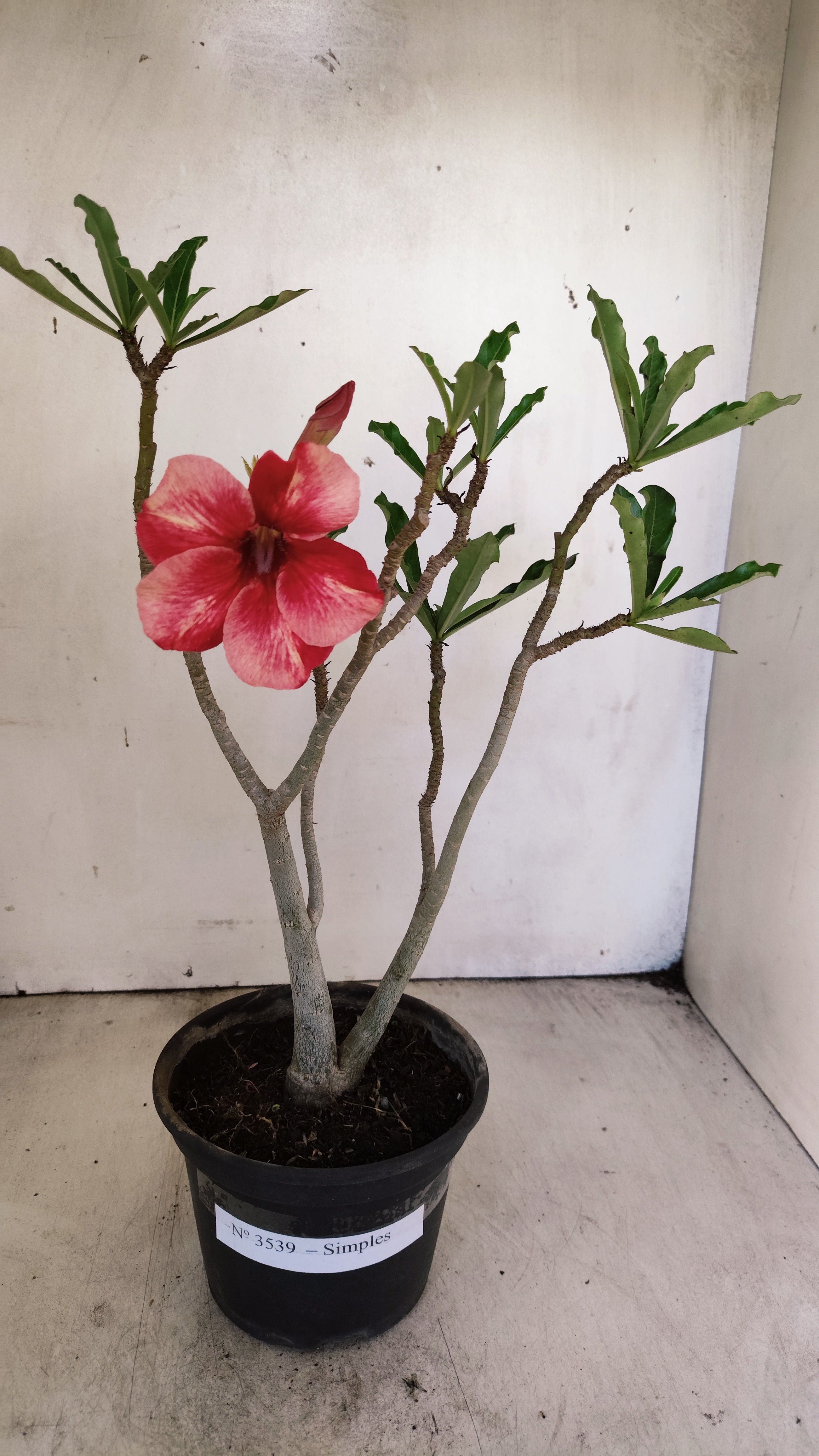 Planta Simples 3539 – 30cm – 02 anos