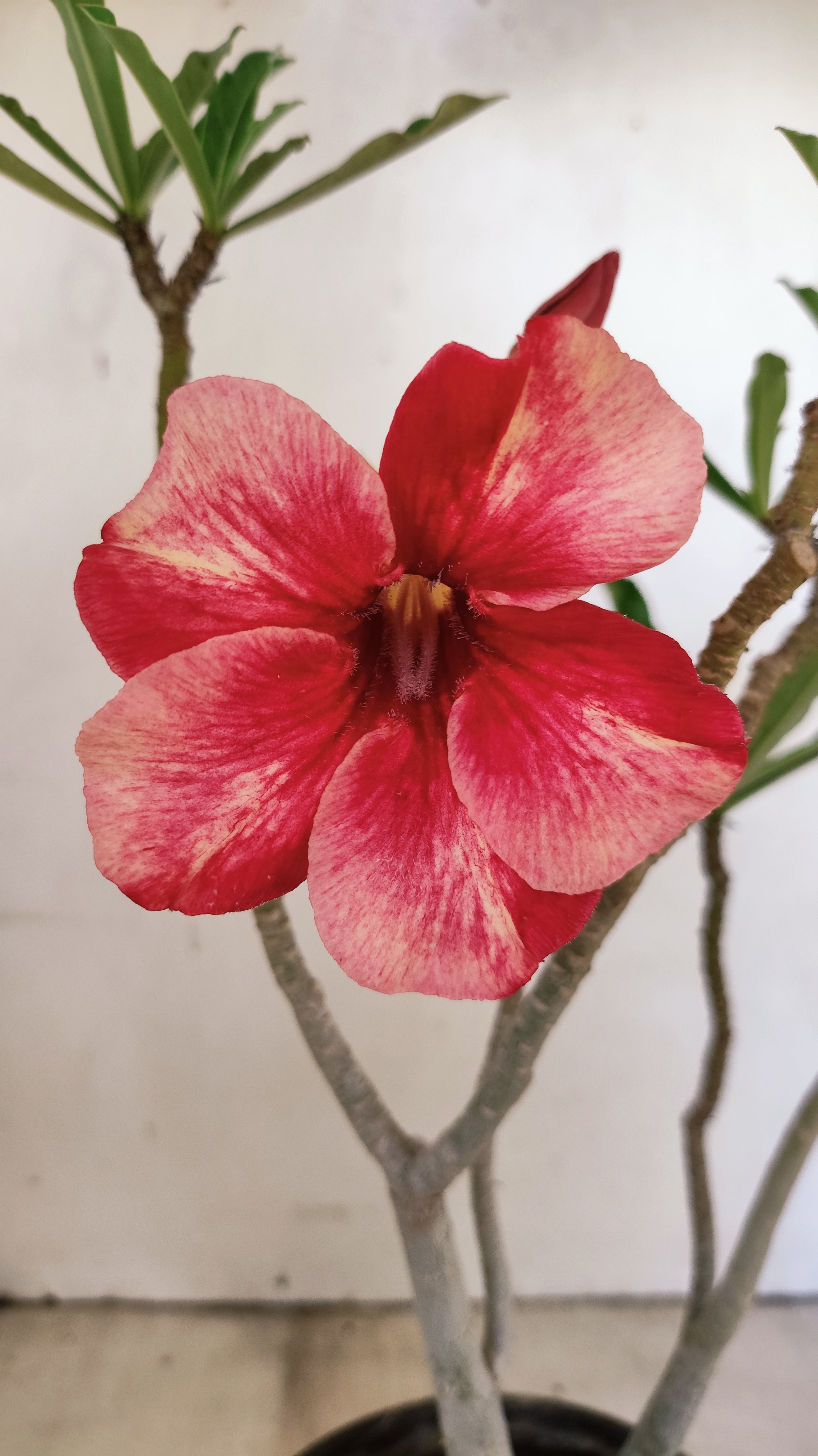 Planta Simples 3539 – 30cm – 02 anos