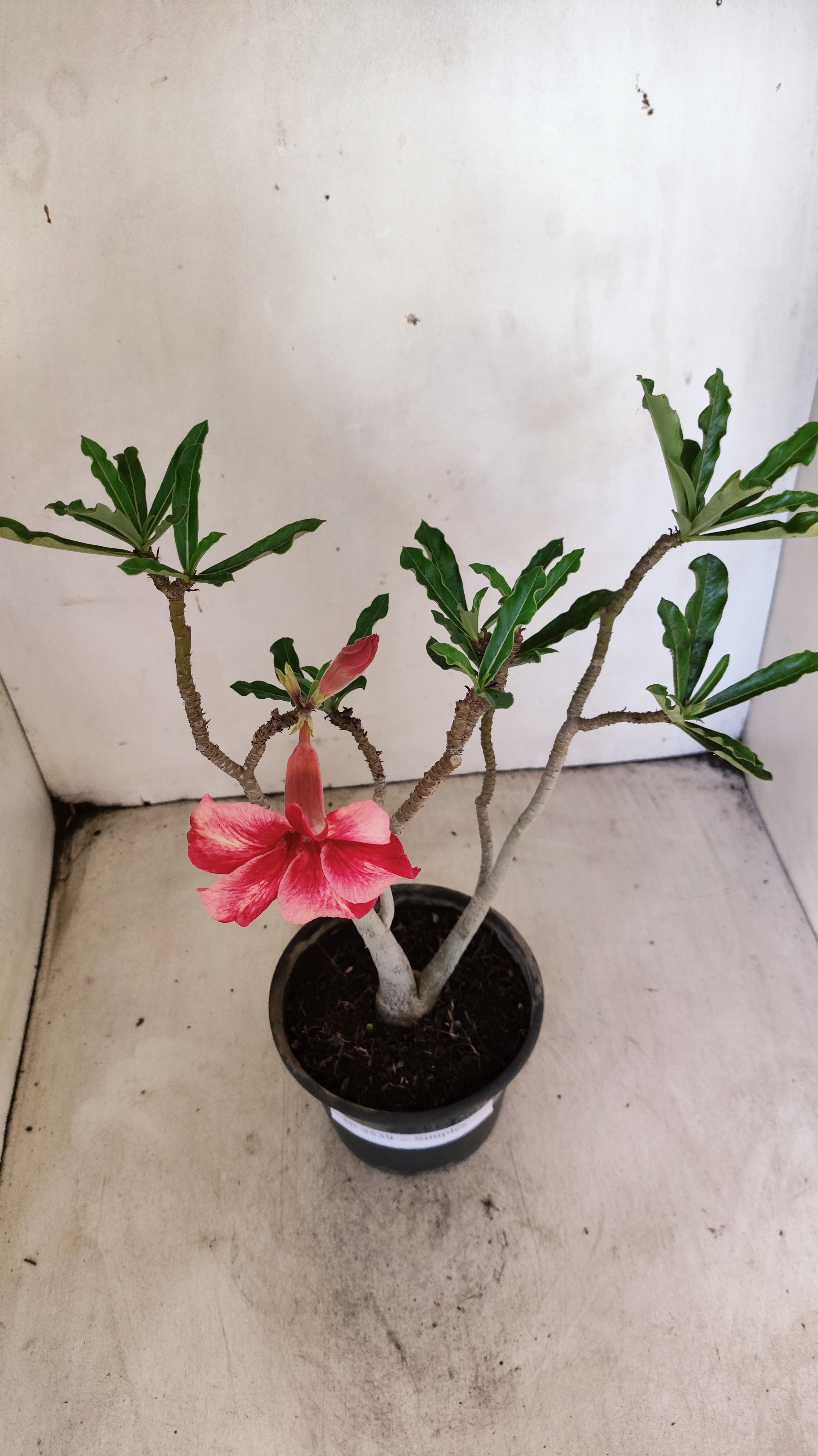 Planta Simples 3539 – 30cm – 02 anos