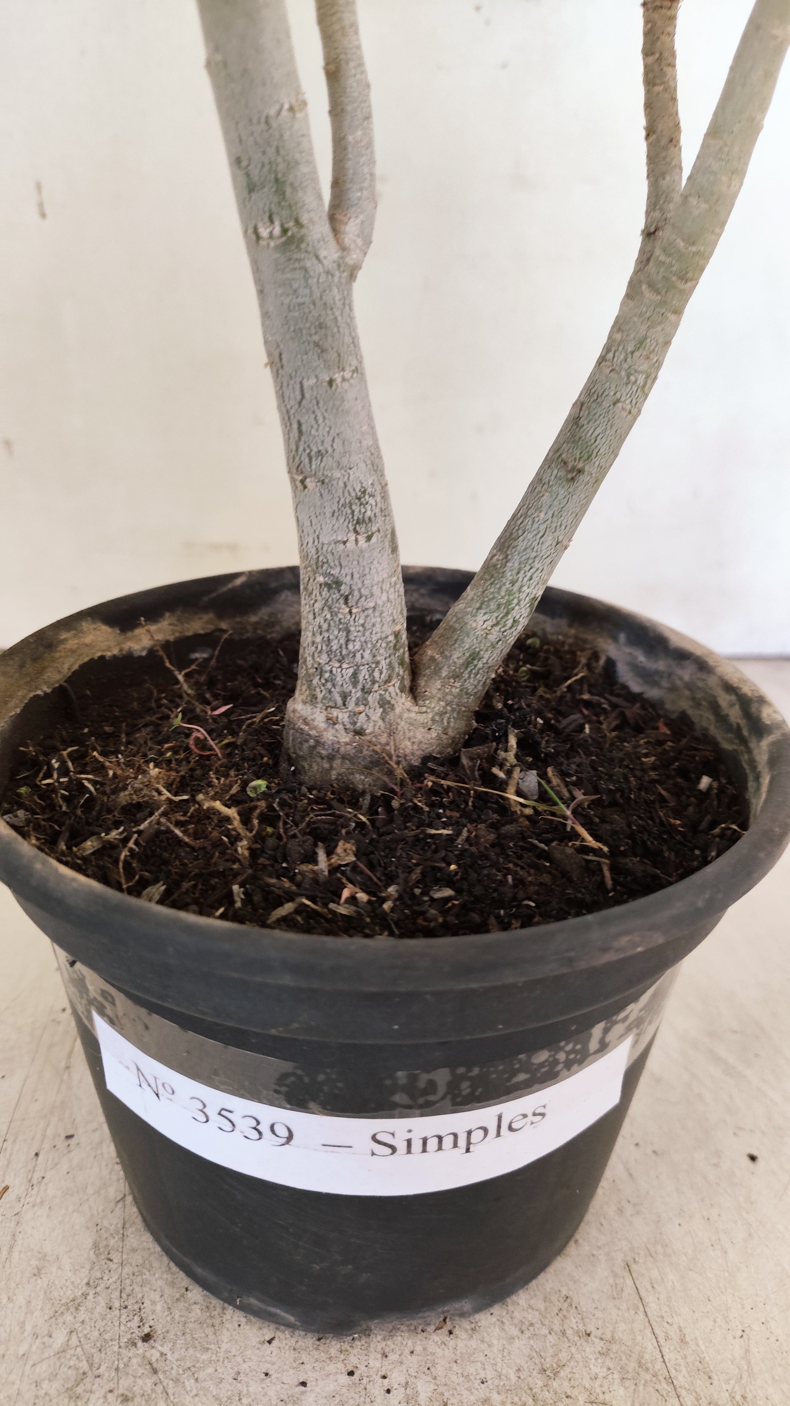 Planta Simples 3539 – 30cm – 02 anos