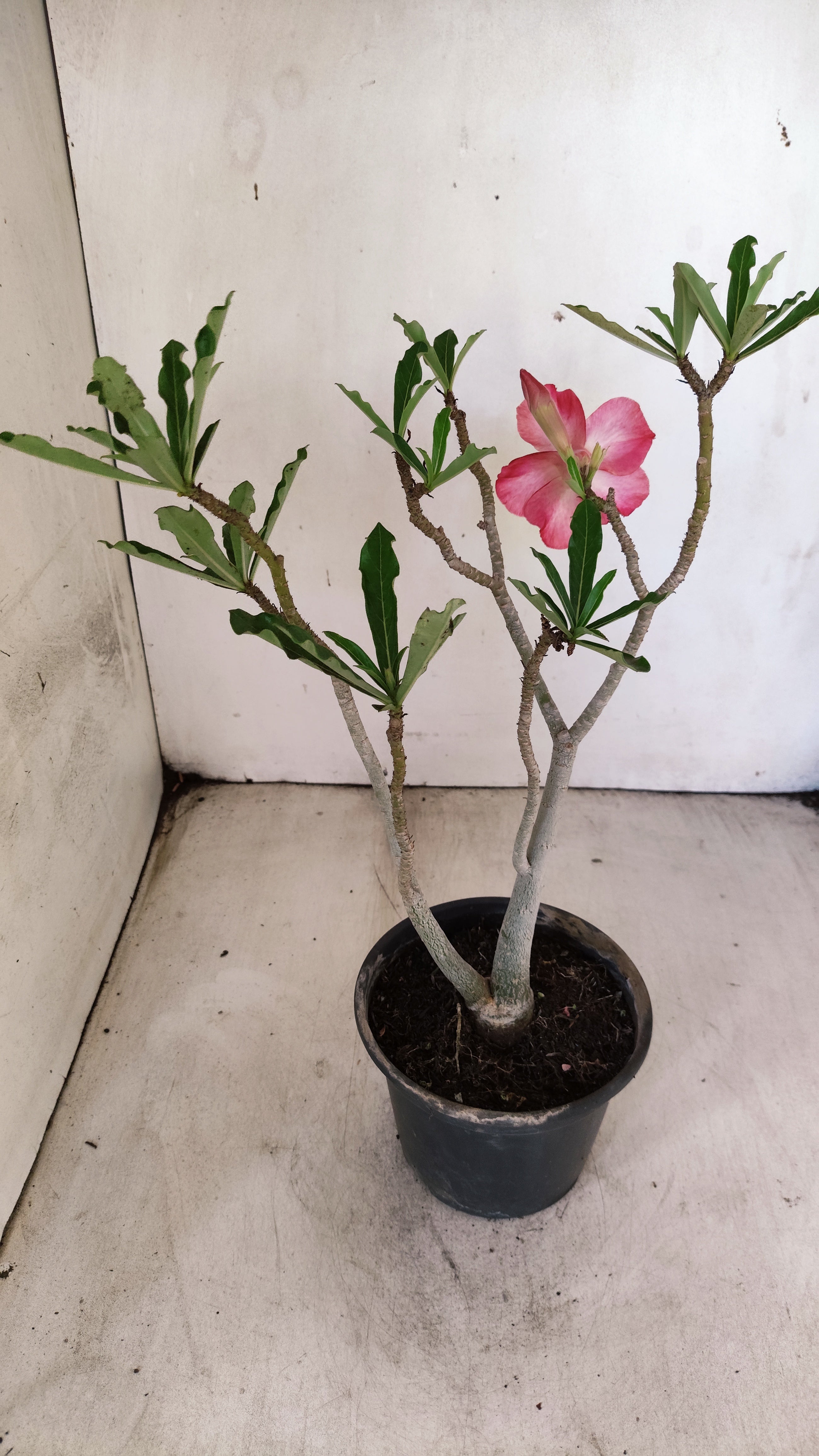 Planta Simples 3539 – 30cm – 02 anos