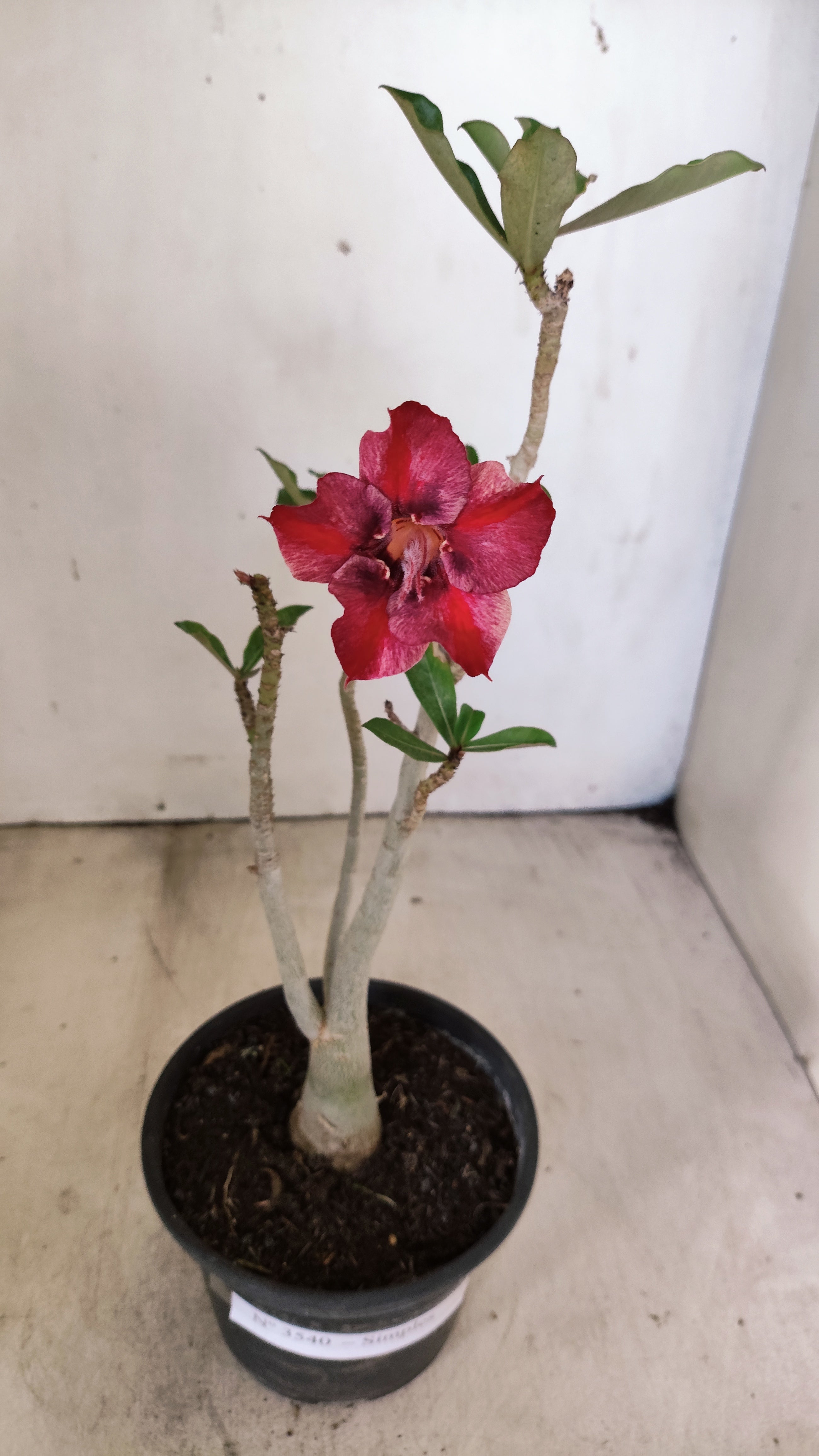 Planta Simples 3540 – 30cm – 02 anos