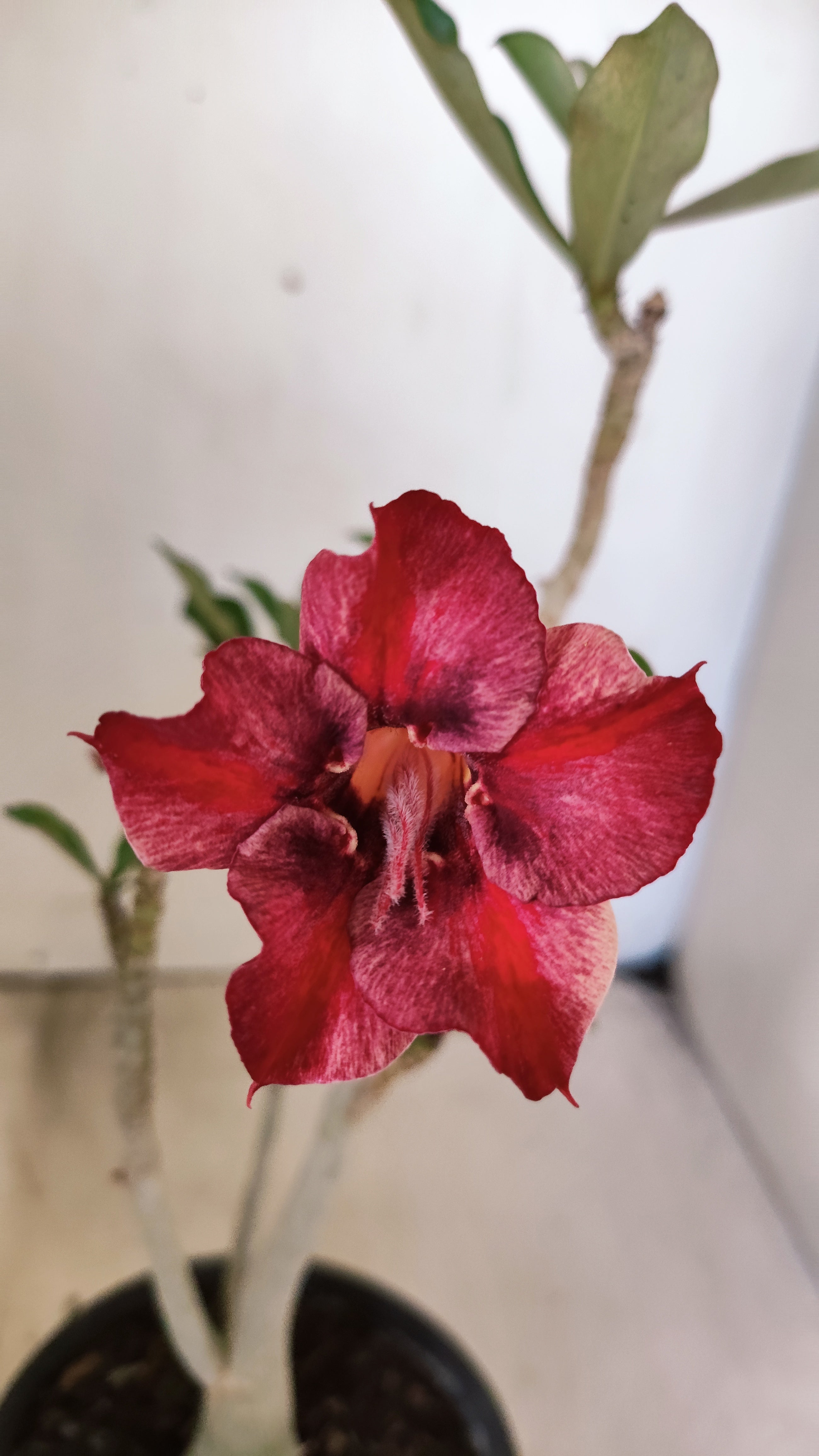 Planta Simples 3540 – 30cm – 02 anos