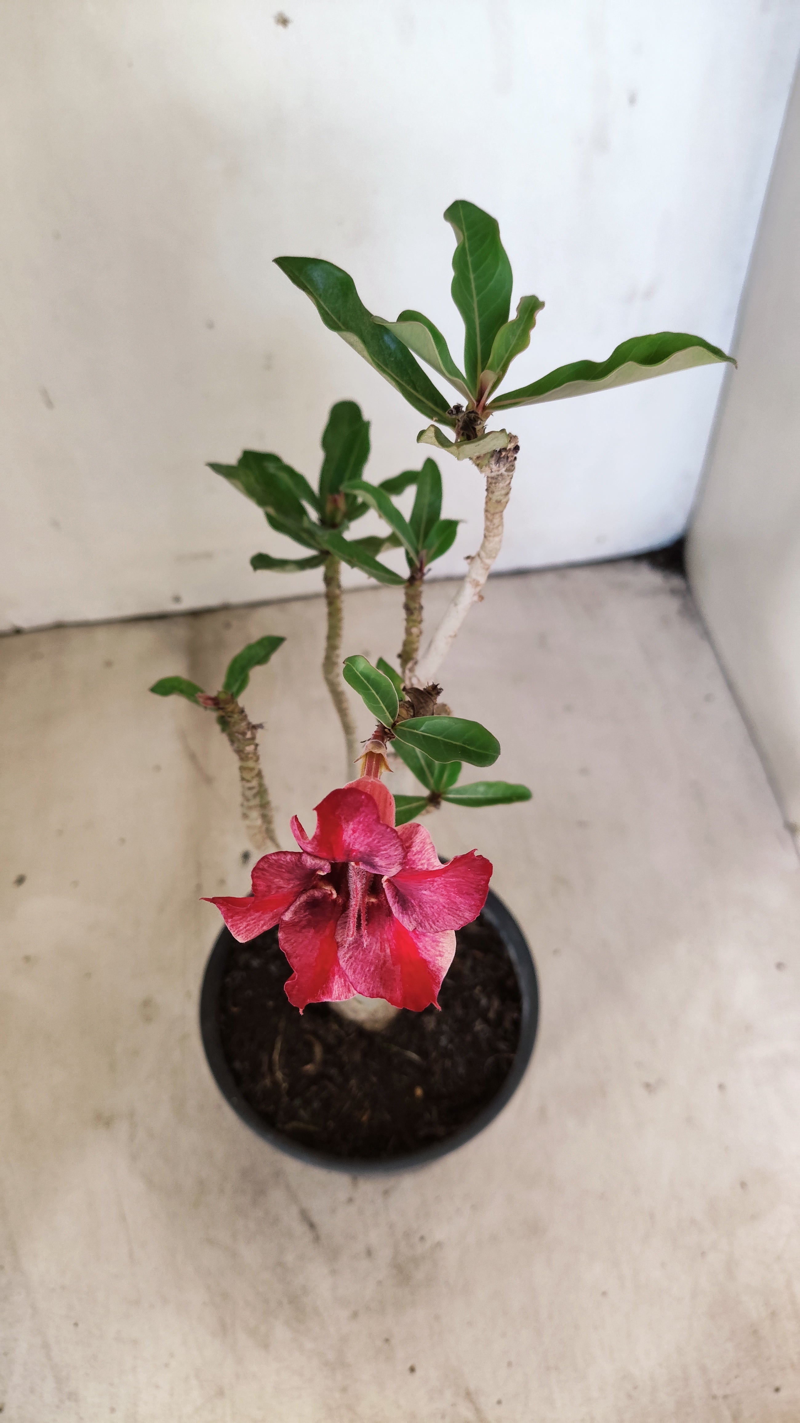 Planta Simples 3540 – 30cm – 02 anos