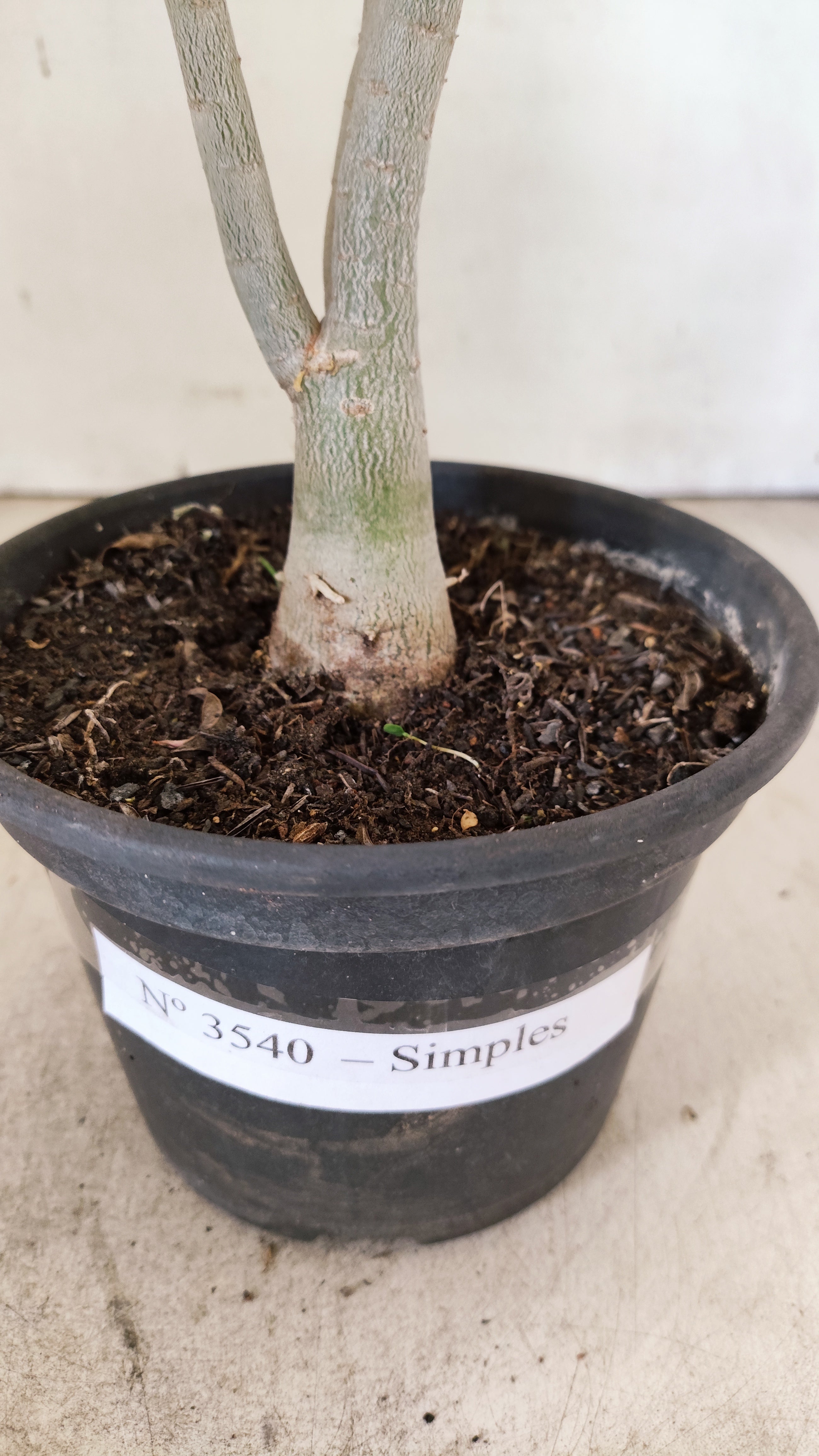 Planta Simples 3540 – 30cm – 02 anos