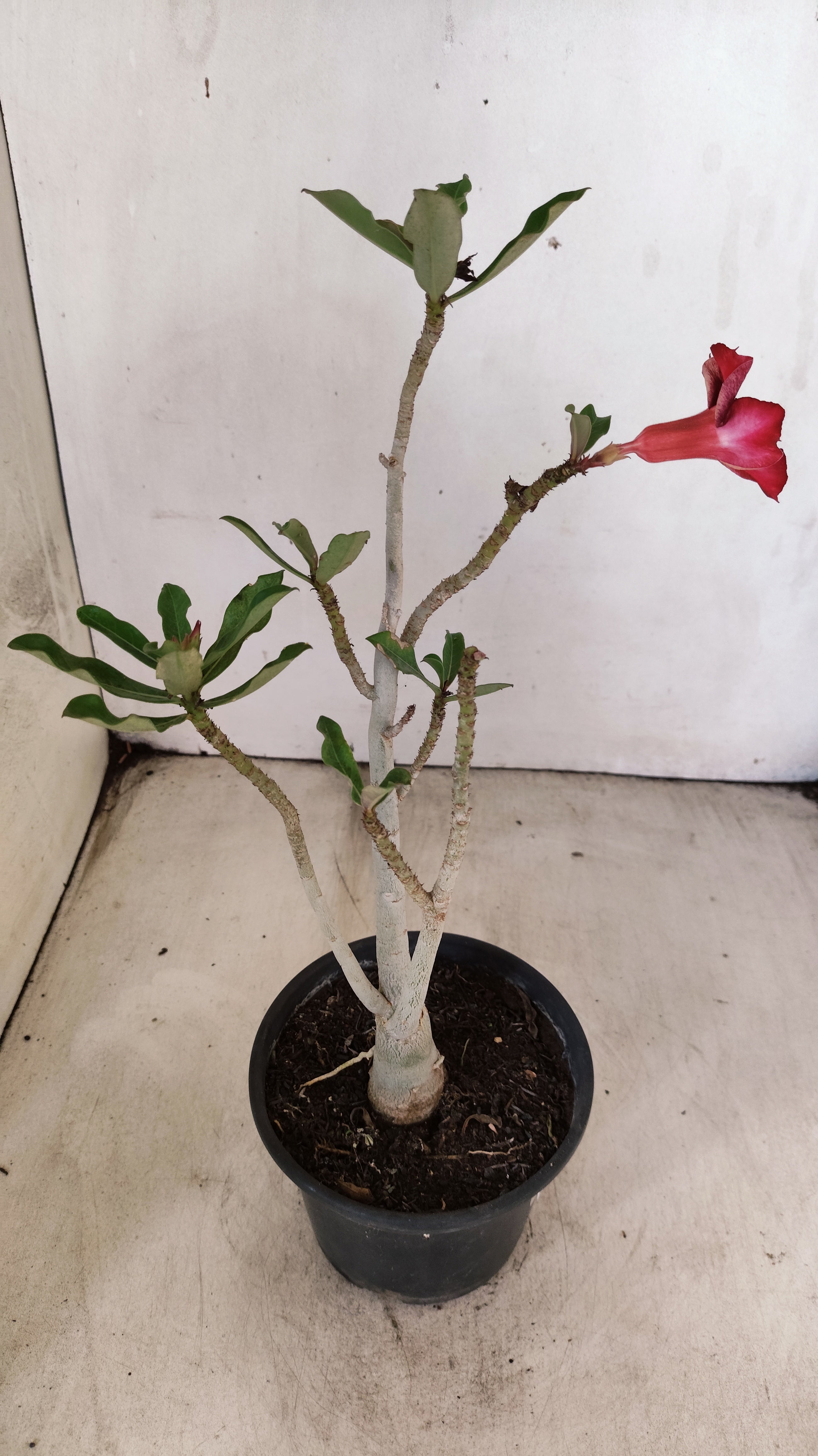 Planta Simples 3540 – 30cm – 02 anos