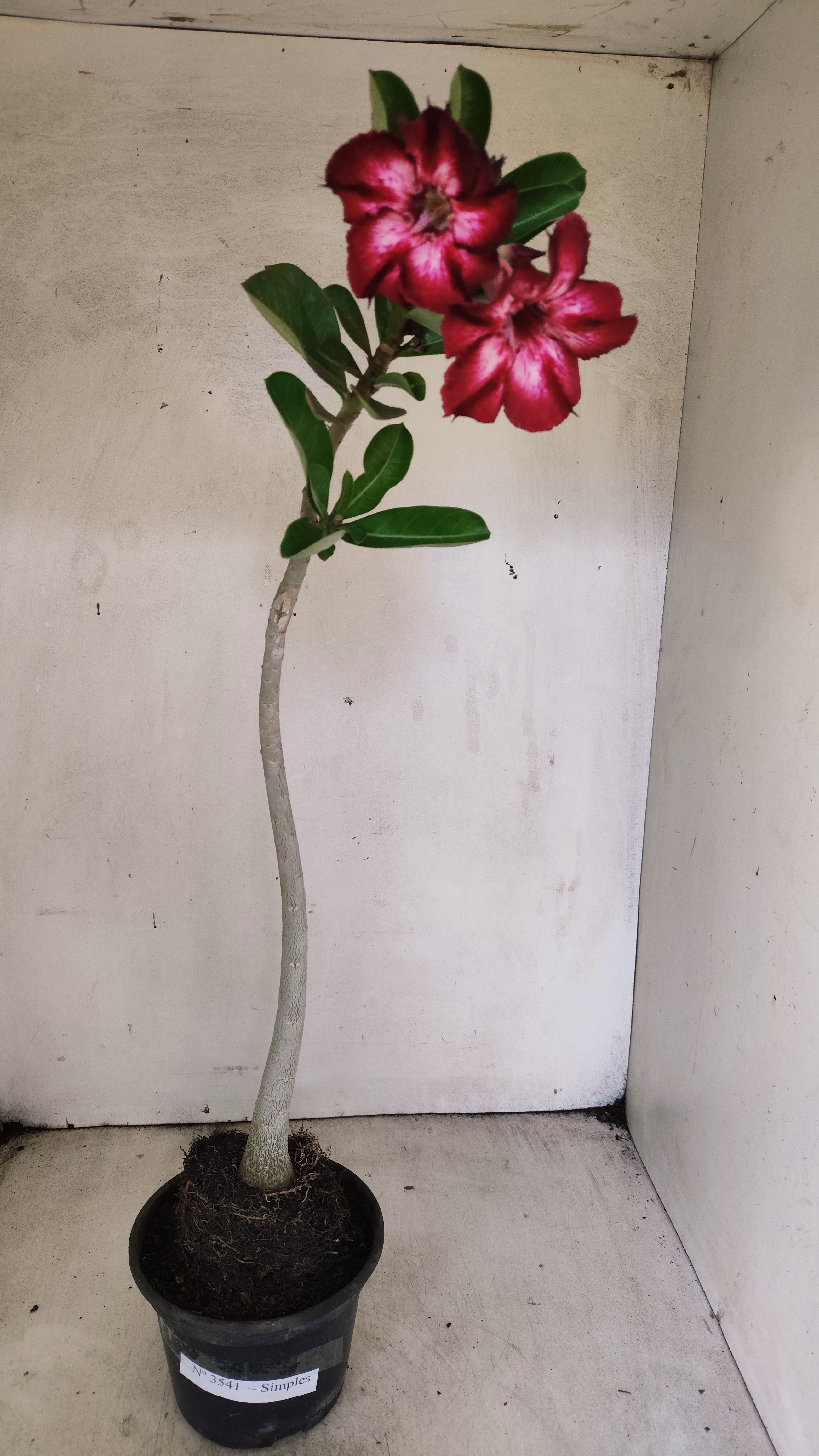 Planta Simples 3541 – 35cm – 03 anos