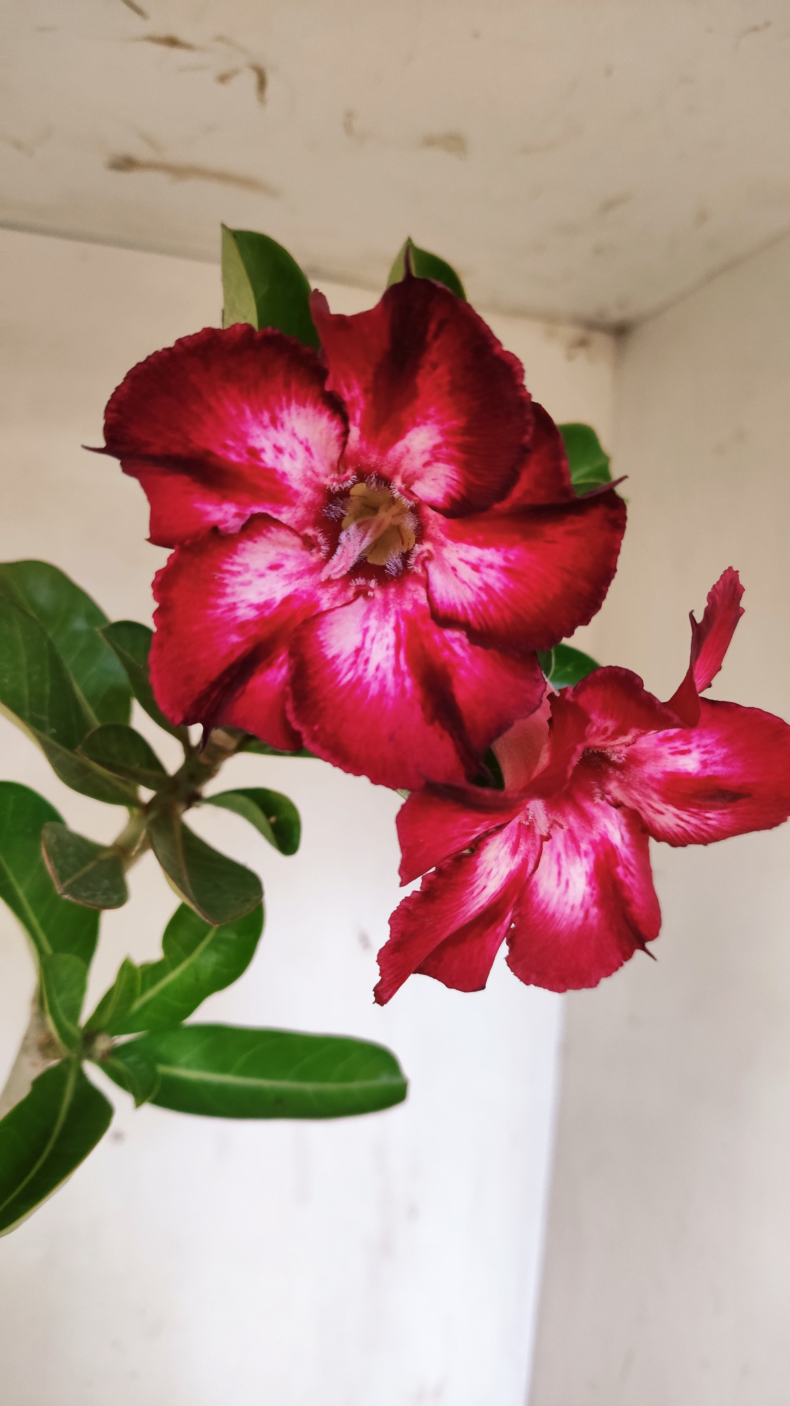 Planta Simples 3541 – 35cm – 03 anos