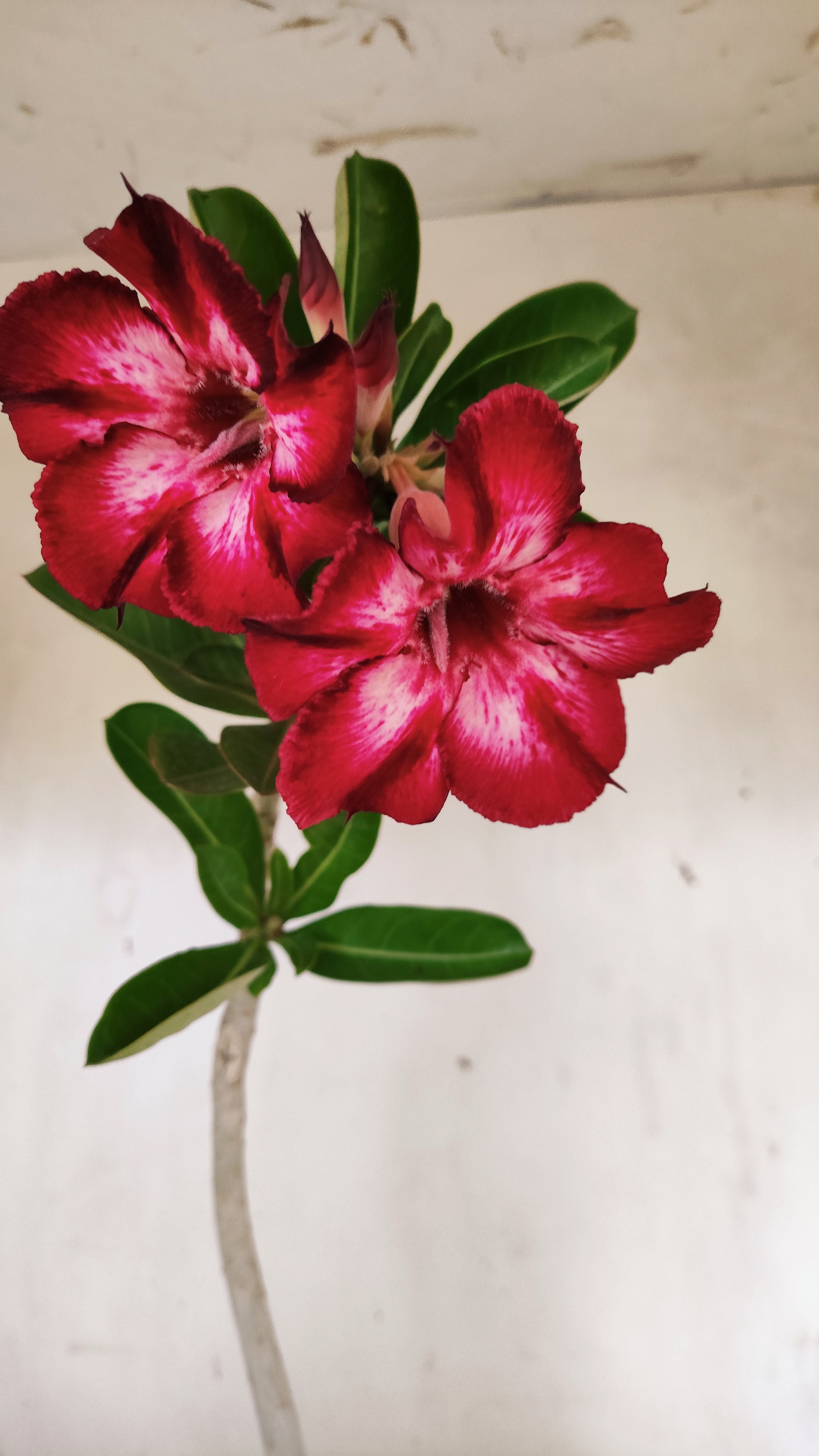 Planta Simples 3541 – 35cm – 03 anos
