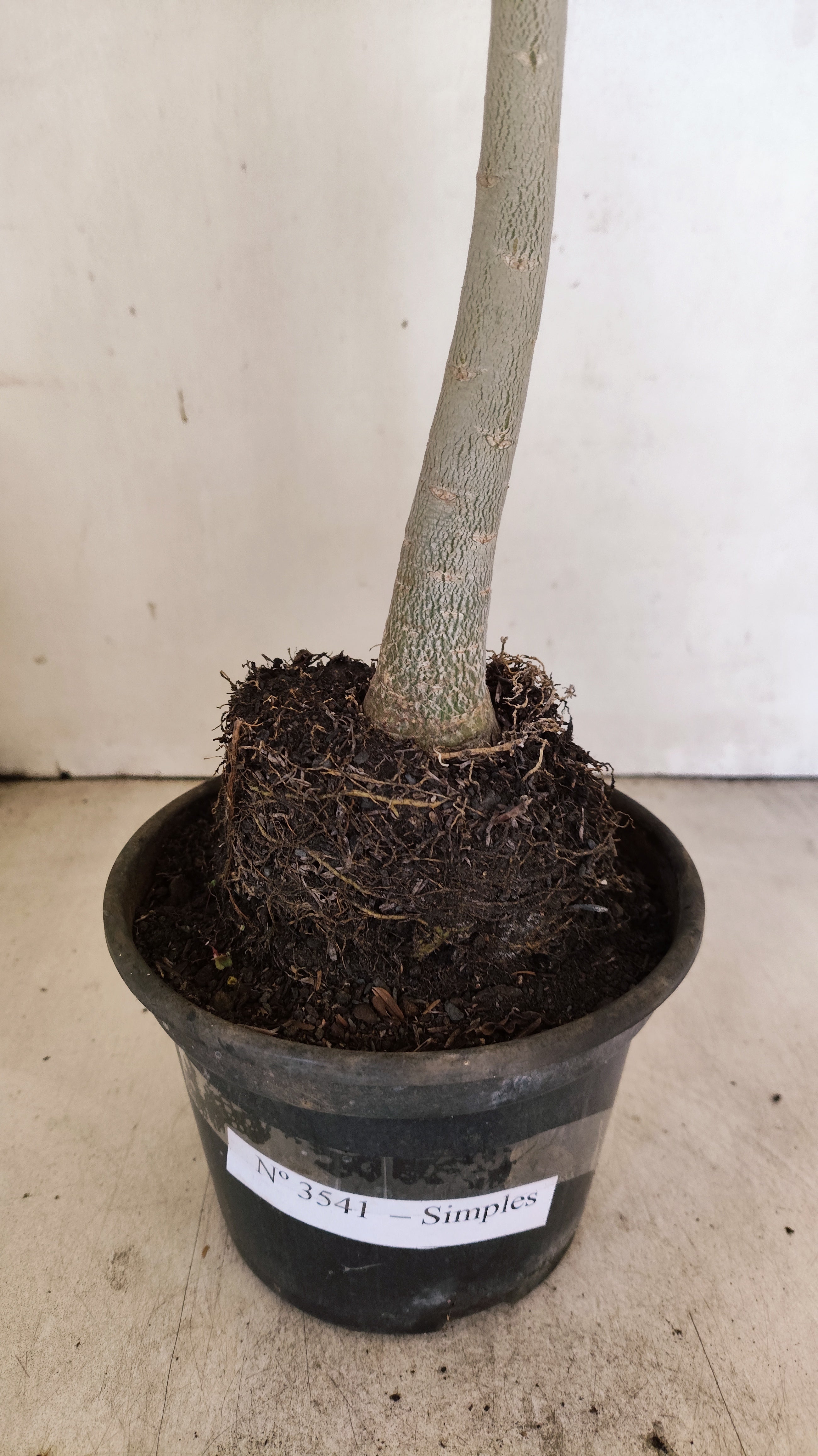 Planta Simples 3541 – 35cm – 03 anos