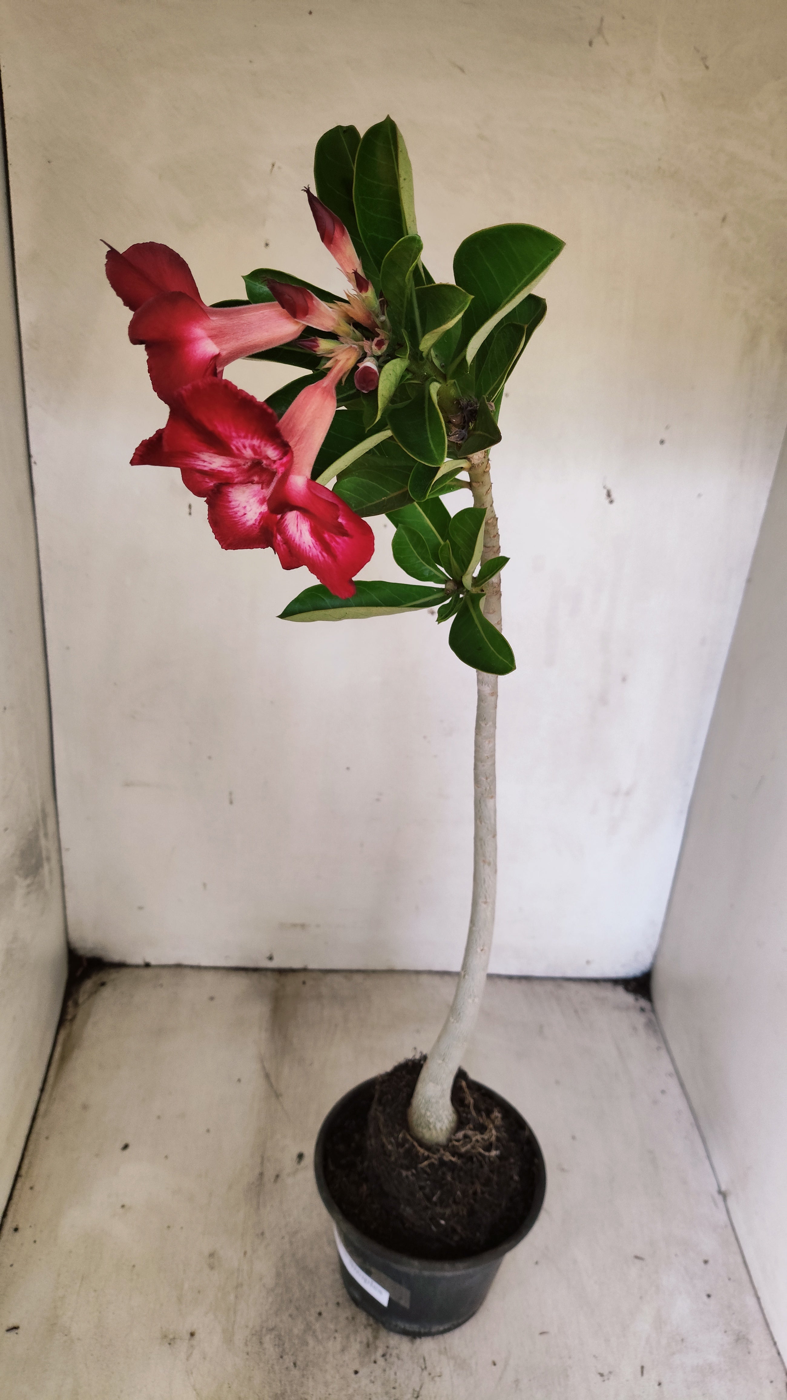 Planta Simples 3541 – 35cm – 03 anos