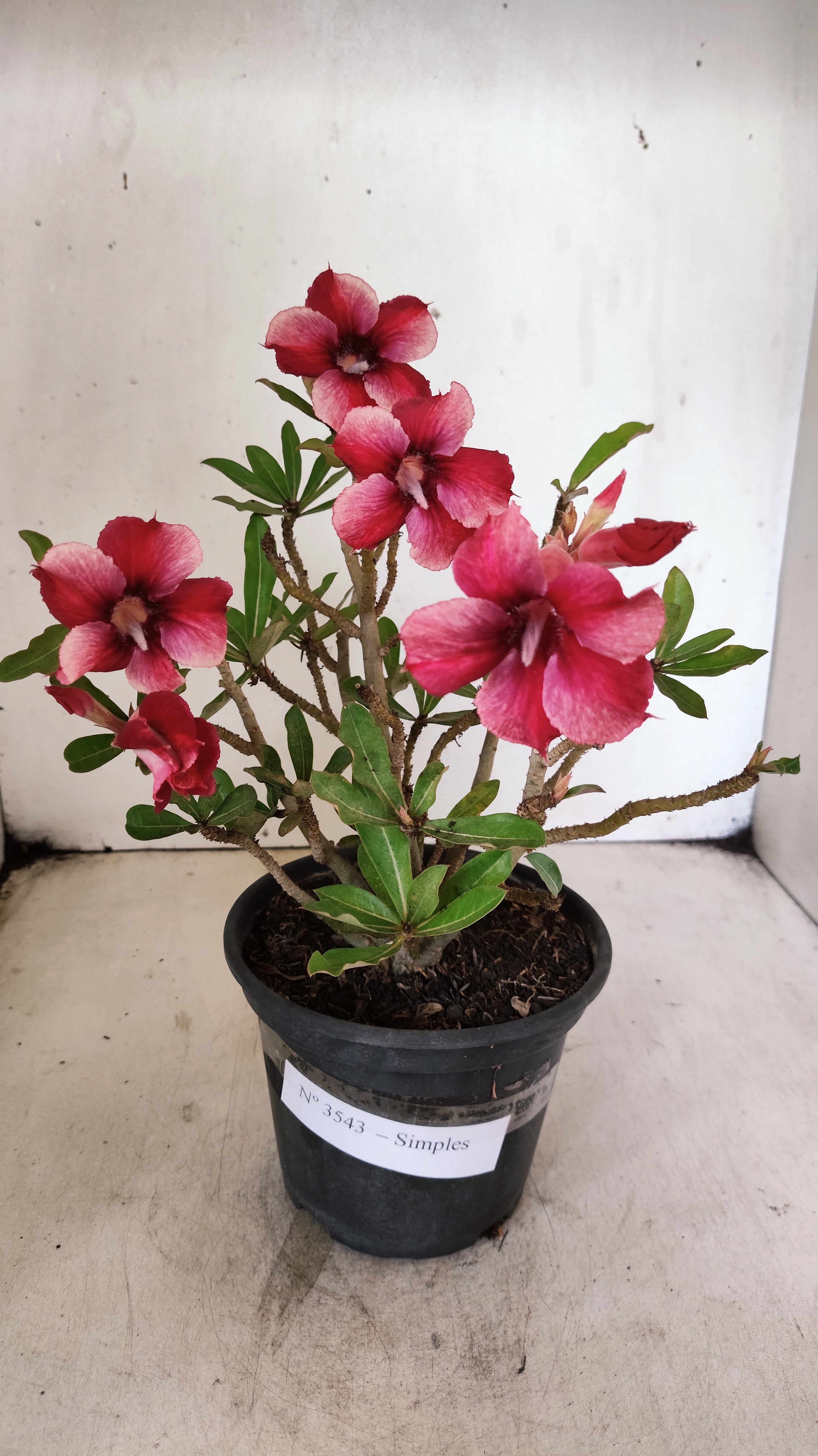Planta Simples 3543 – 30cm – 02 anos