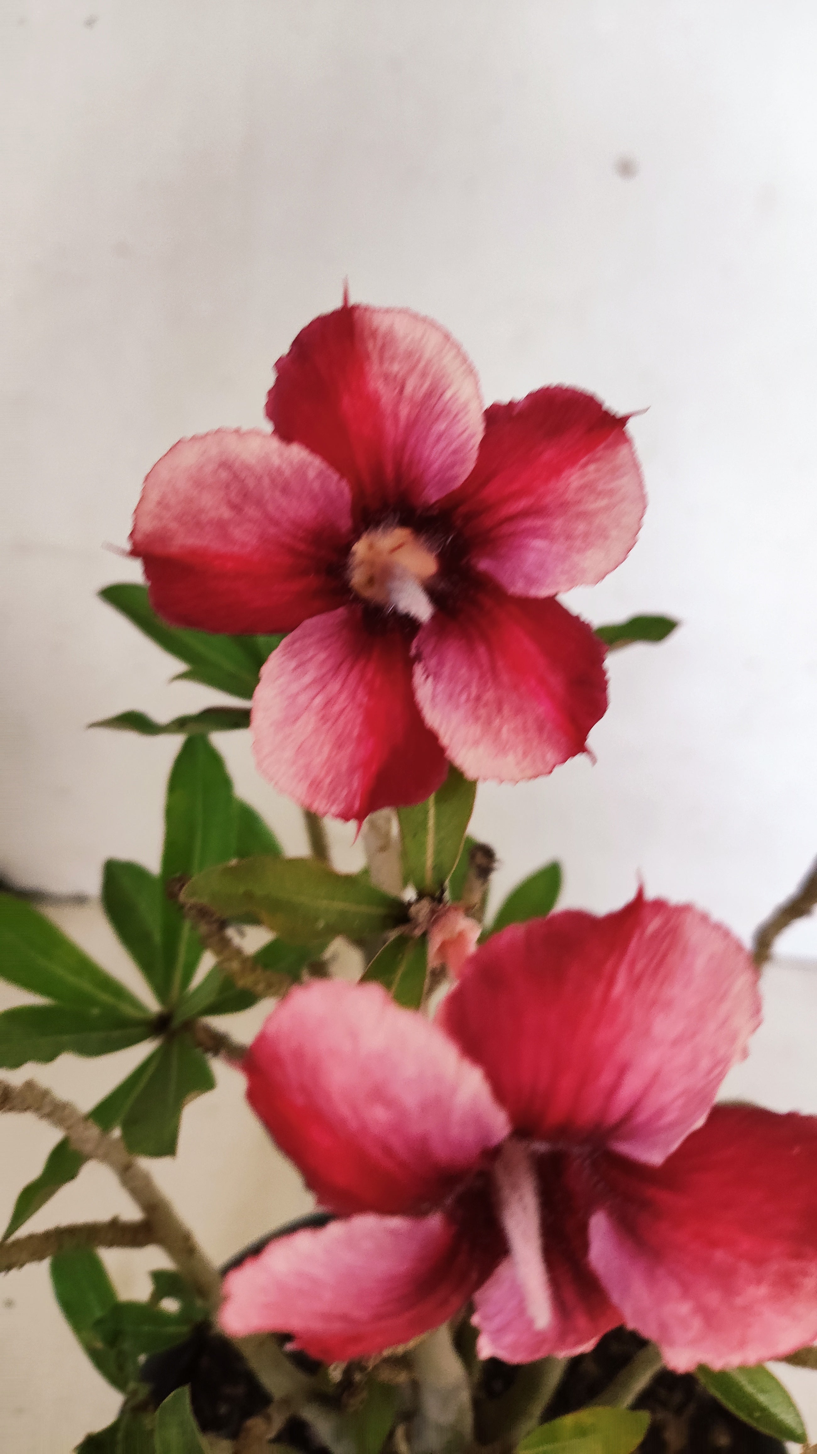 Planta Simples 3543 – 30cm – 02 anos