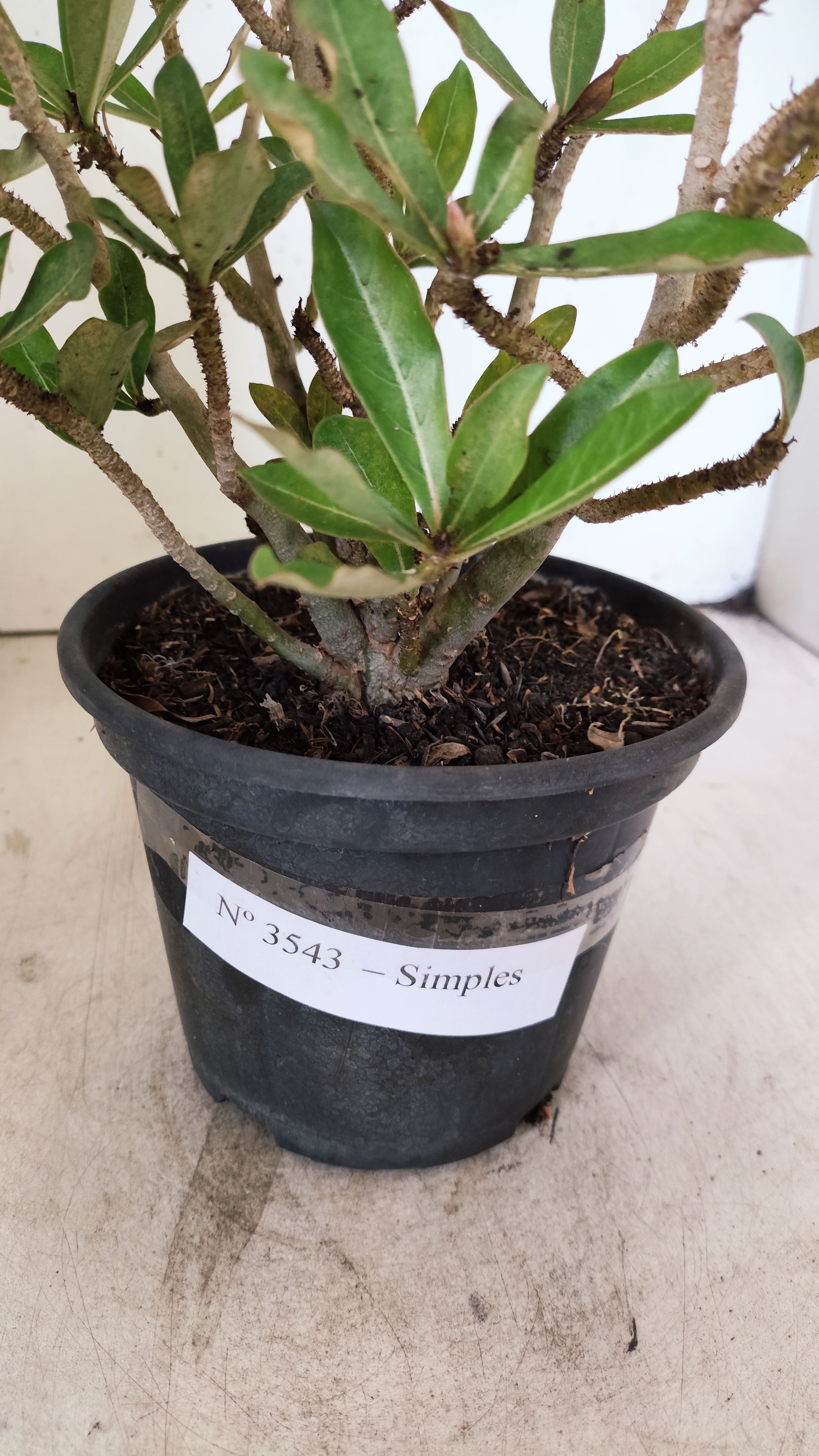 Planta Simples 3543 – 30cm – 02 anos