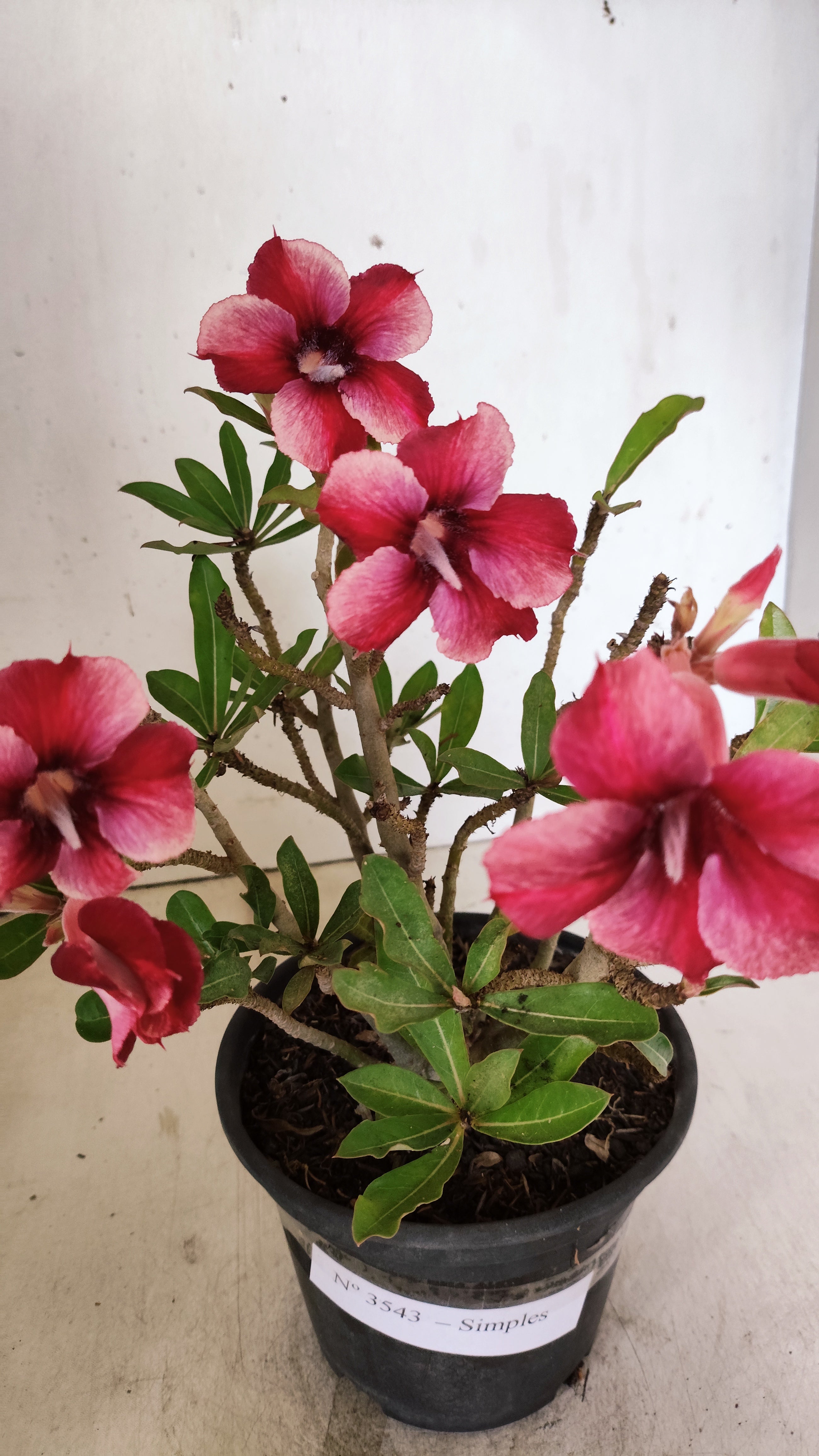 Planta Simples 3543 – 30cm – 02 anos