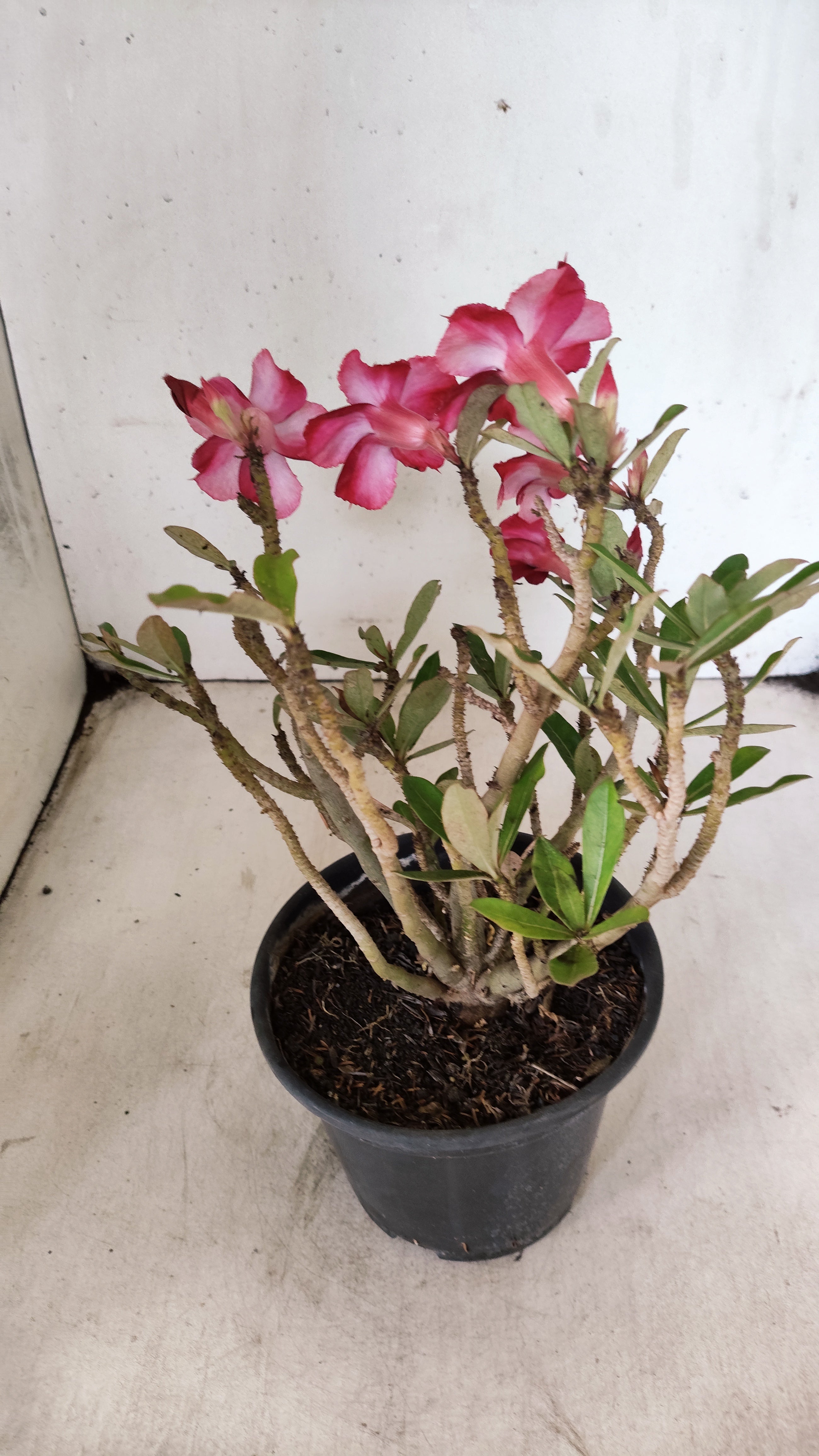 Planta Simples 3543 – 30cm – 02 anos