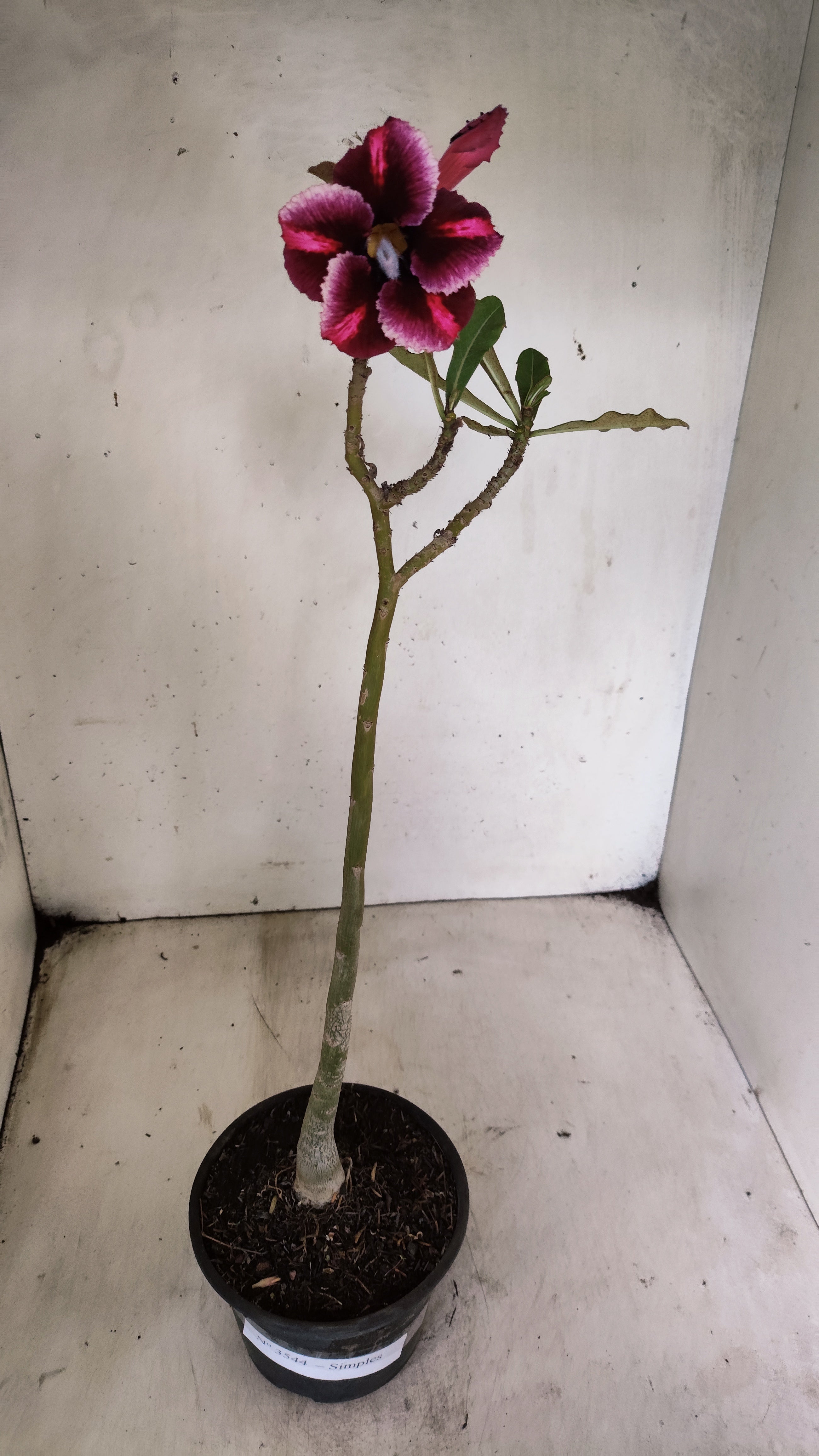 Planta Simples 3544 – 30cm – 02 anos