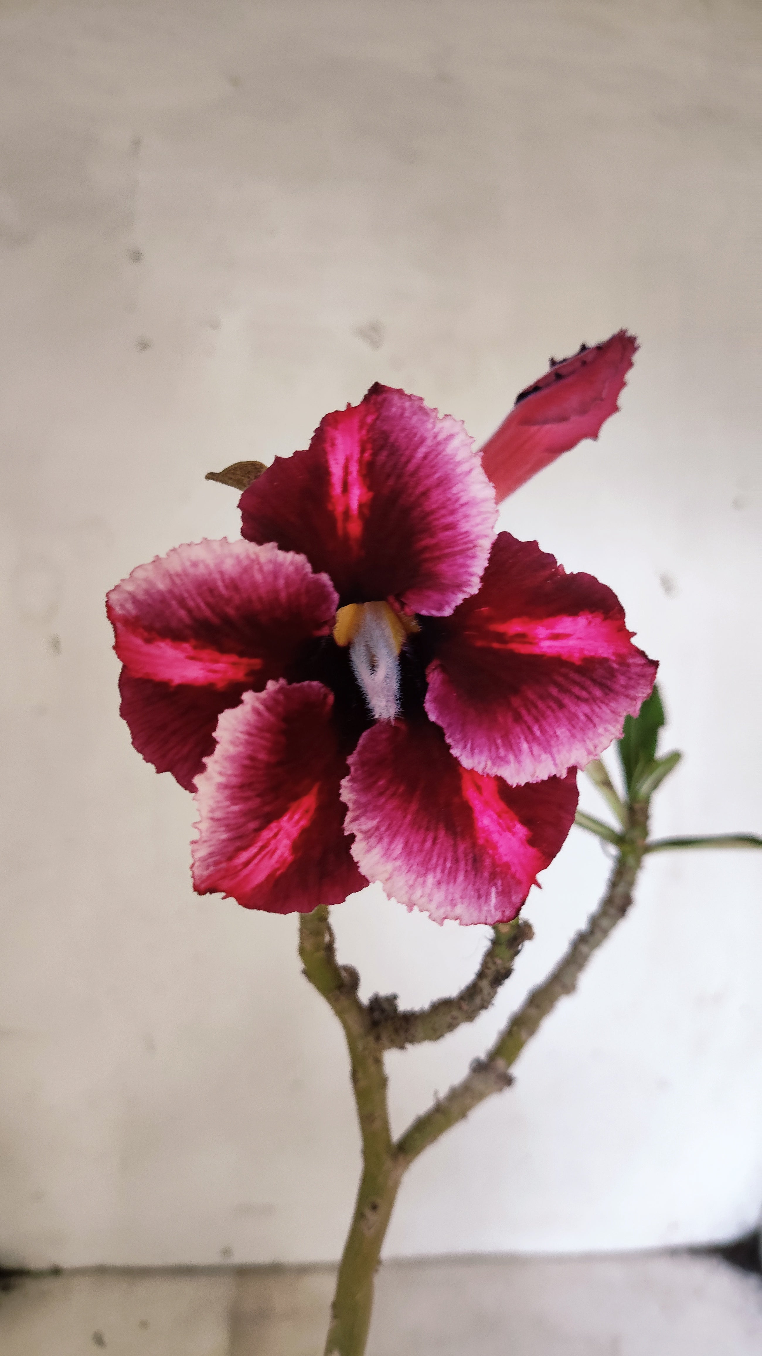 Planta Simples 3544 – 30cm – 02 anos