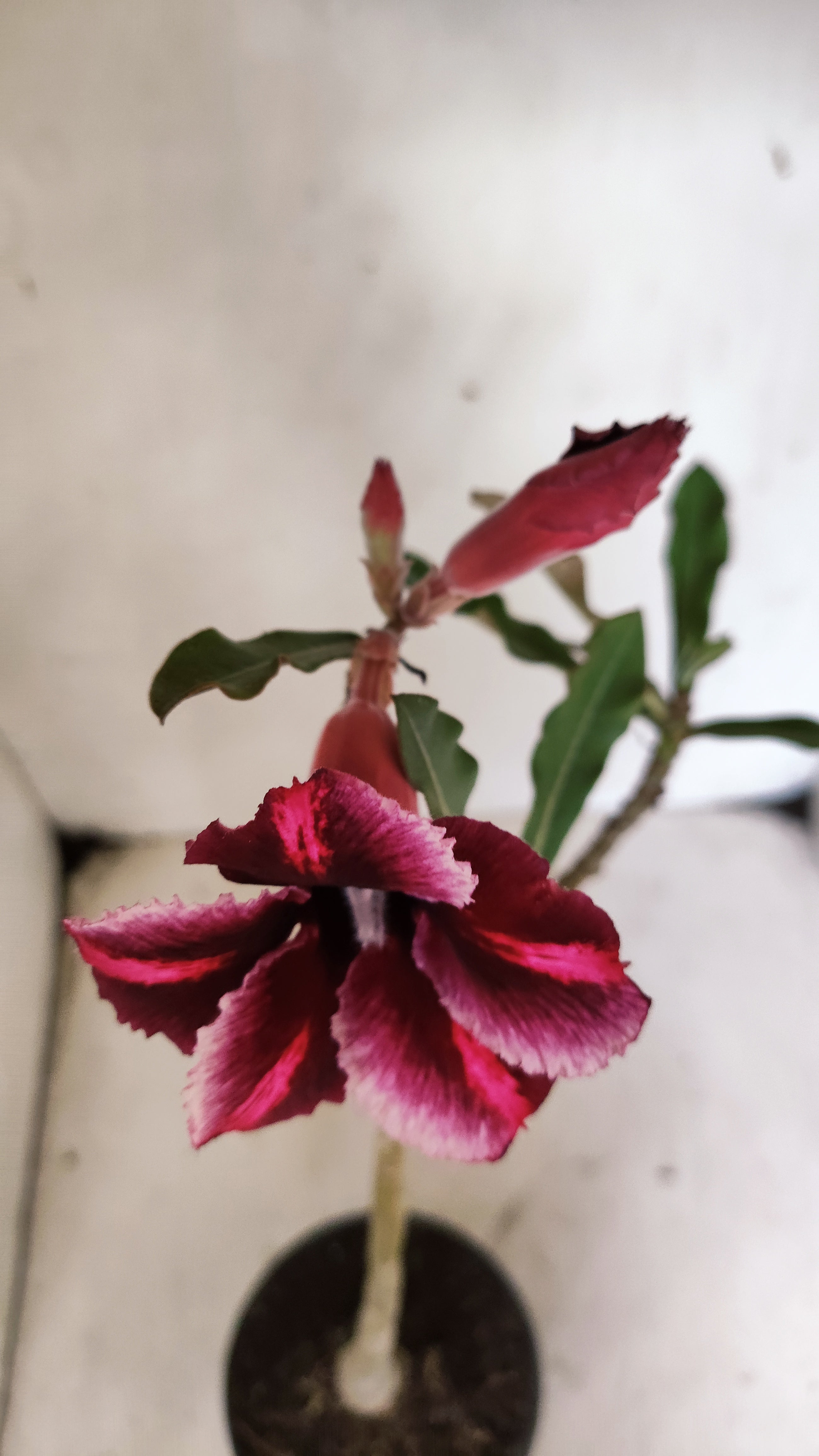 Planta Simples 3544 – 30cm – 02 anos