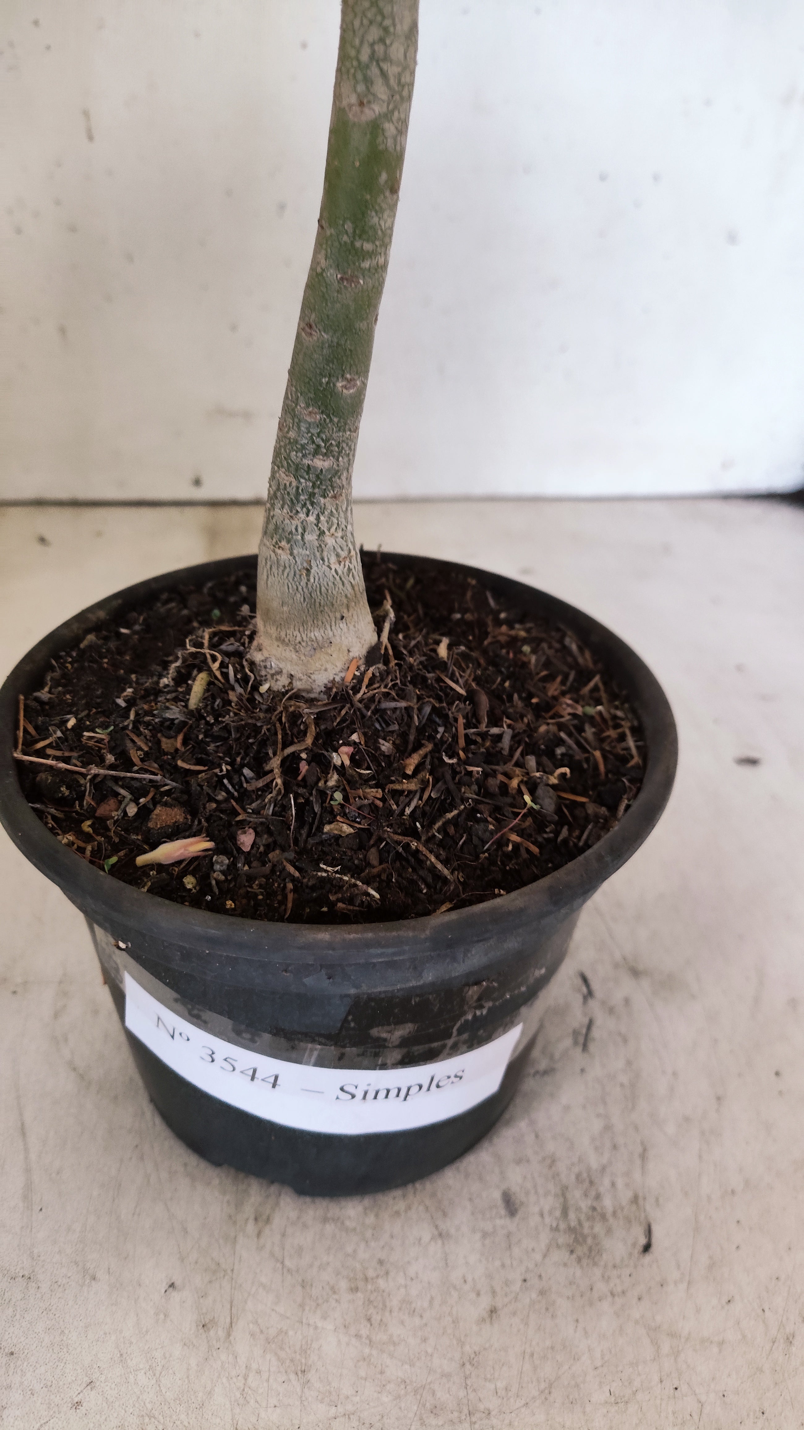 Planta Simples 3544 – 30cm – 02 anos