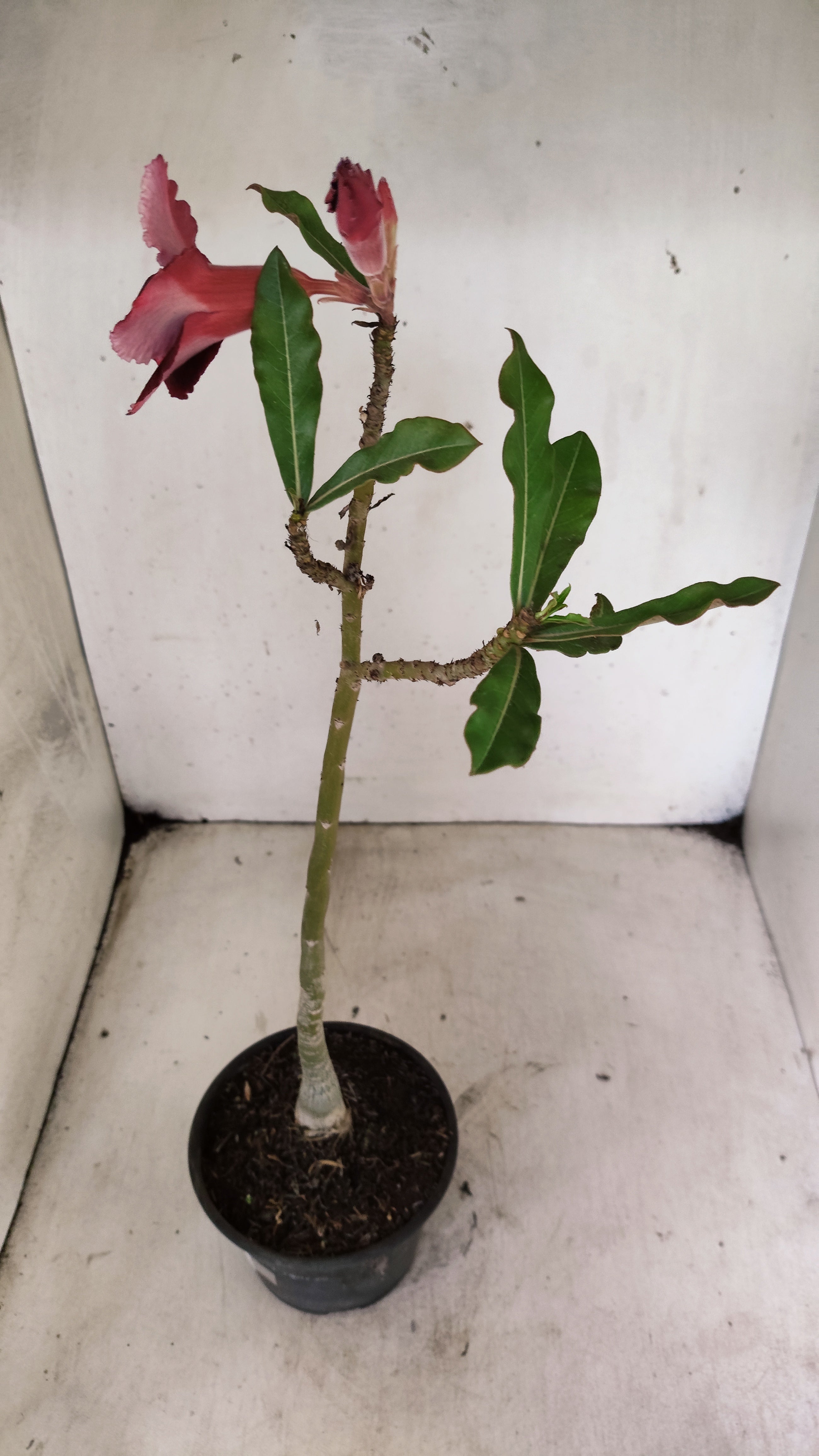 Planta Simples 3544 – 30cm – 02 anos