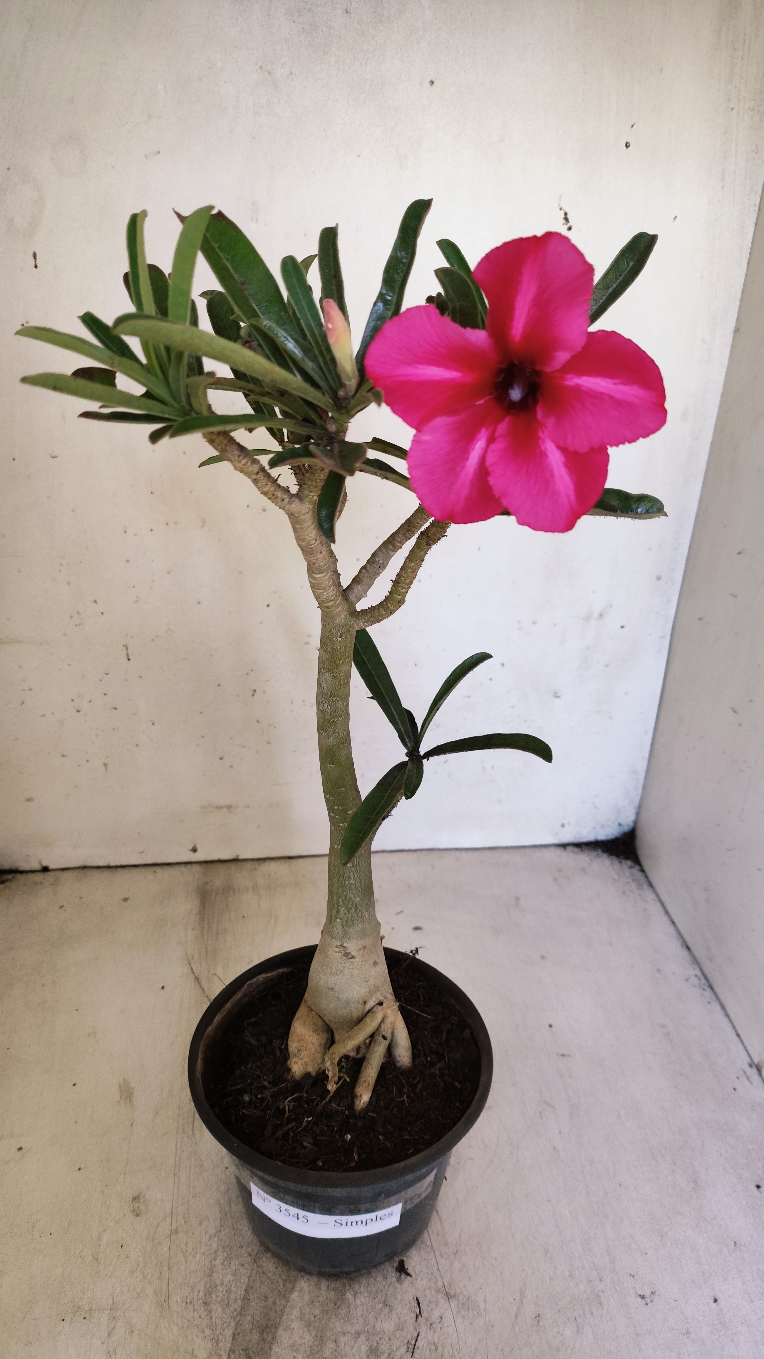Planta Simples 3545 – 30cm – 03 anos