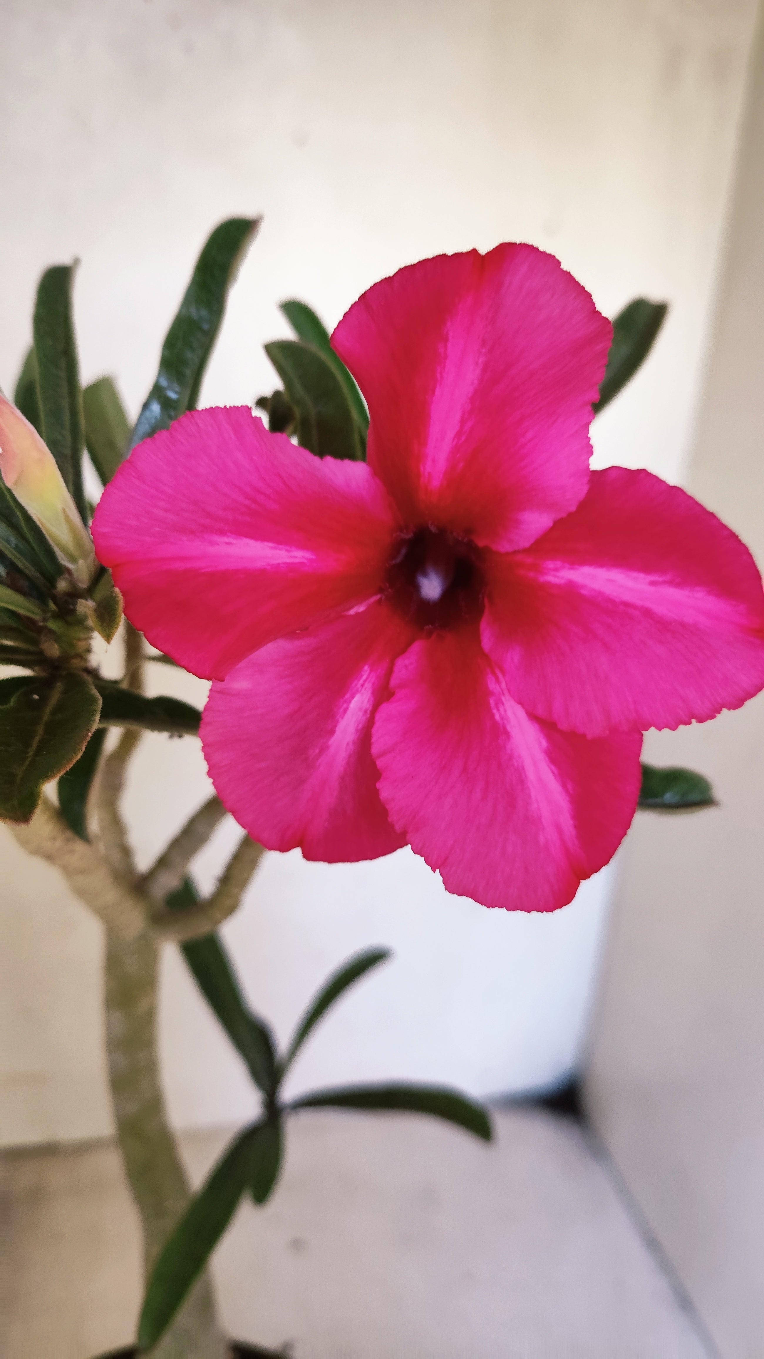 Planta Simples 3545 – 30cm – 03 anos