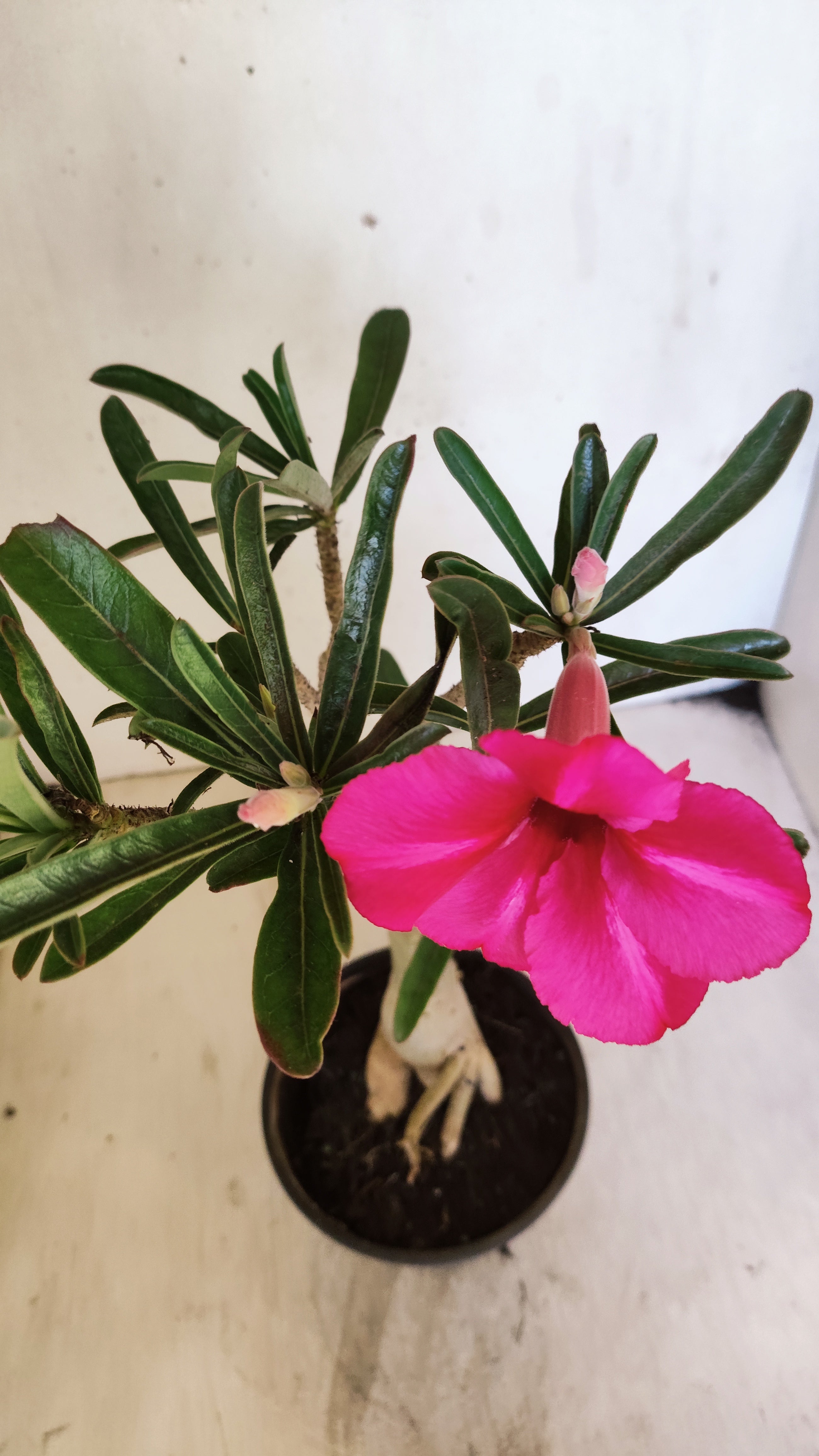 Planta Simples 3545 – 30cm – 03 anos