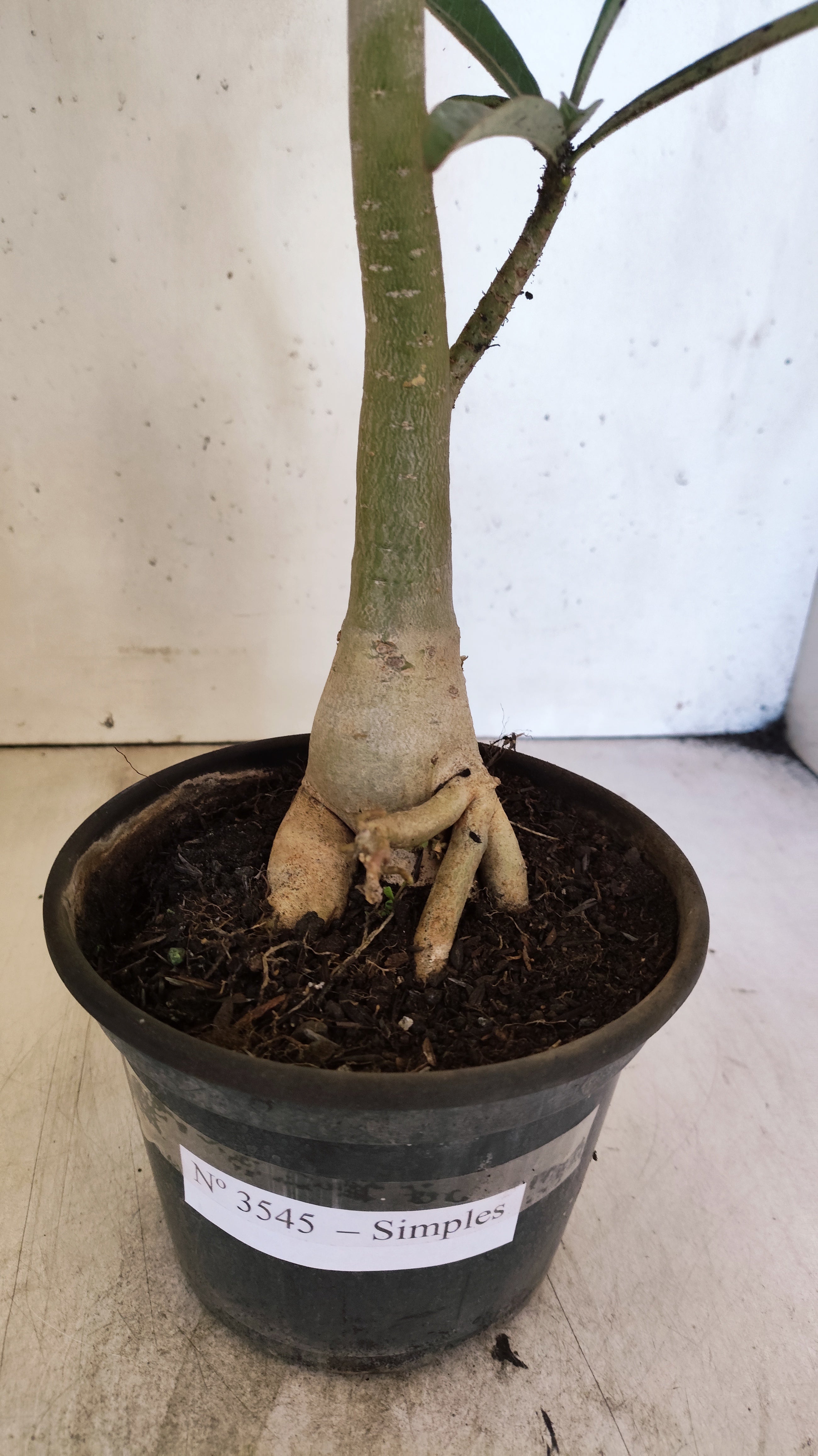 Planta Simples 3545 – 30cm – 03 anos