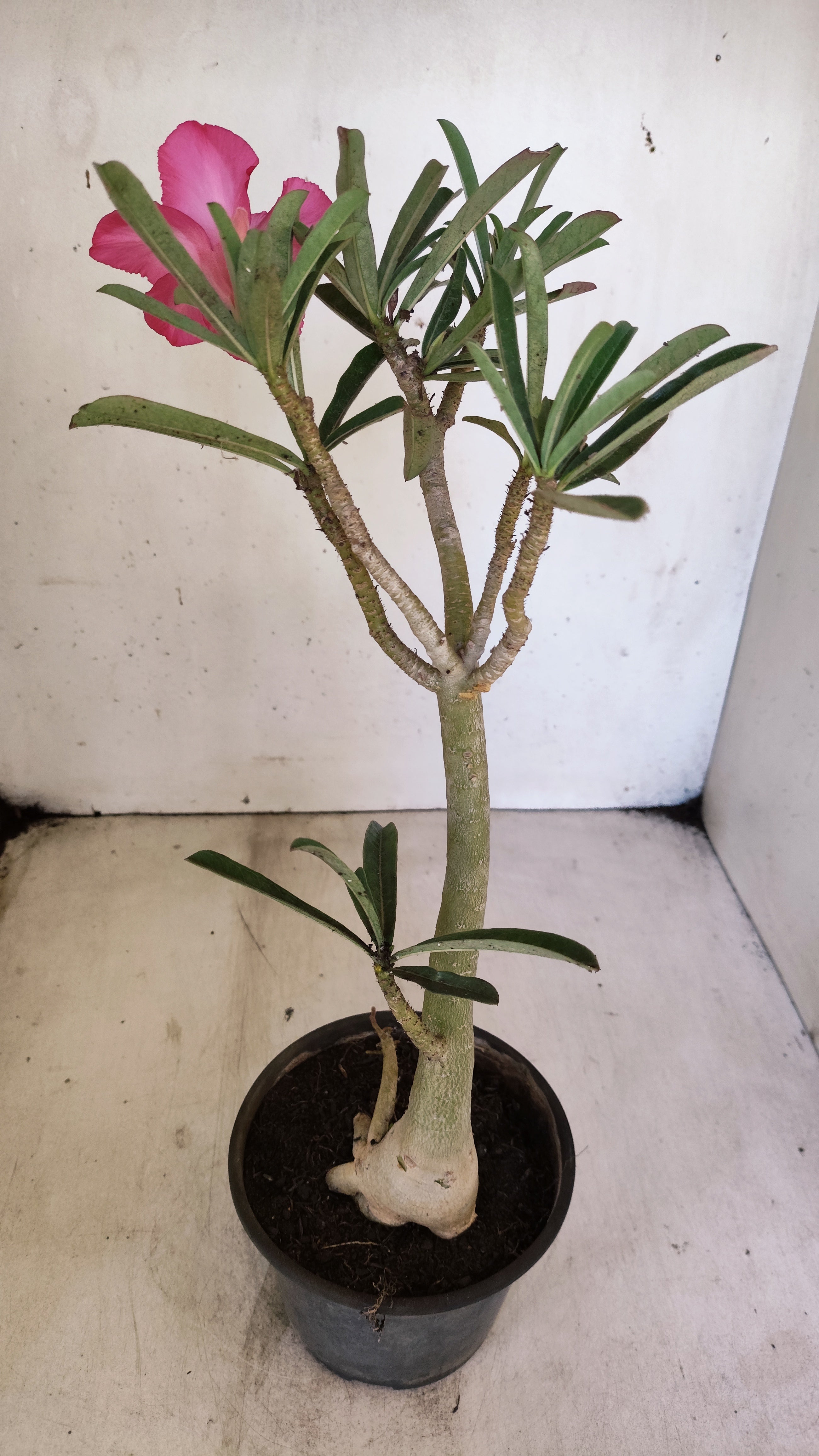 Planta Simples 3545 – 30cm – 03 anos