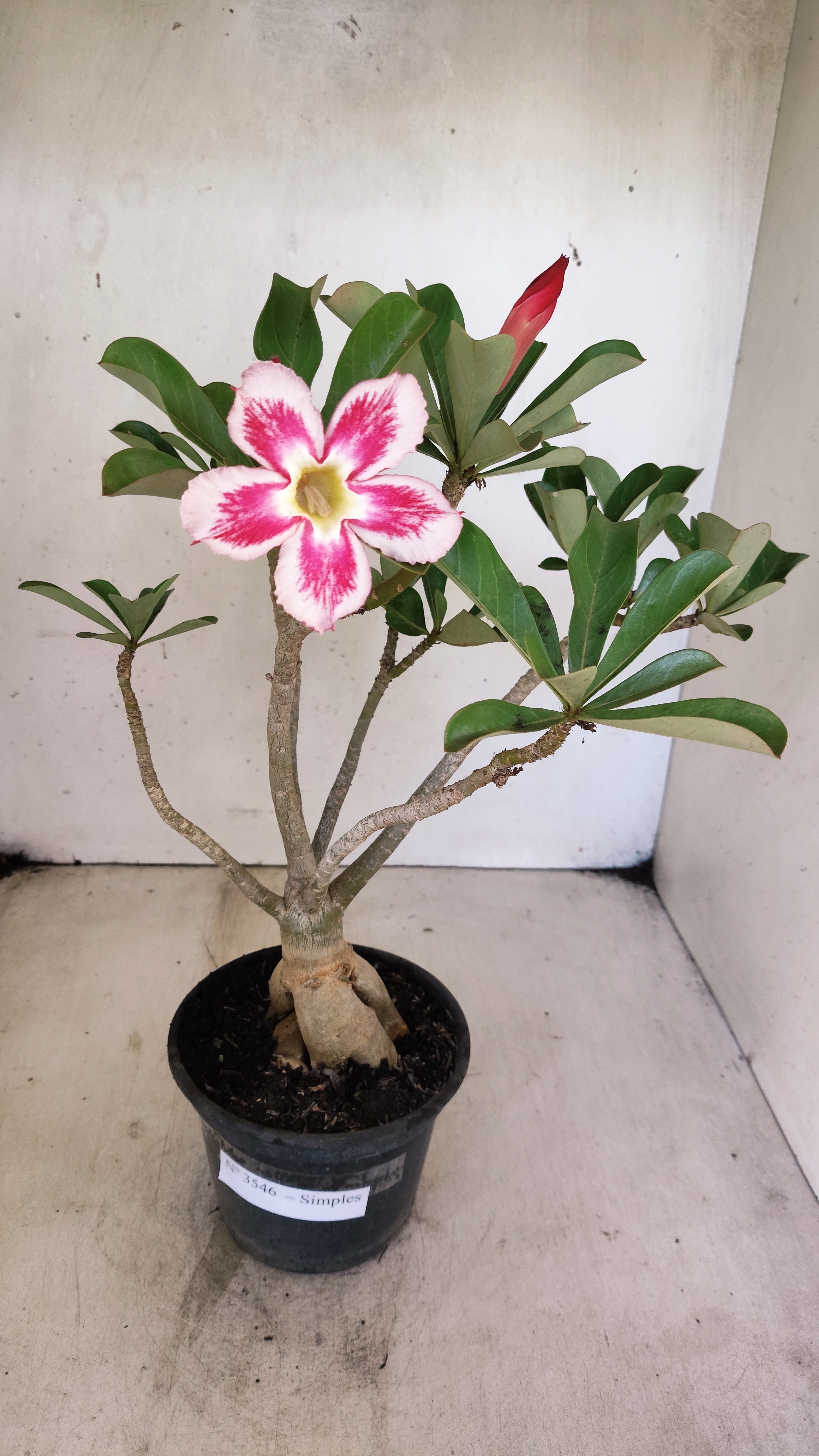 Planta Simples 3546 – 30cm – 03 anos