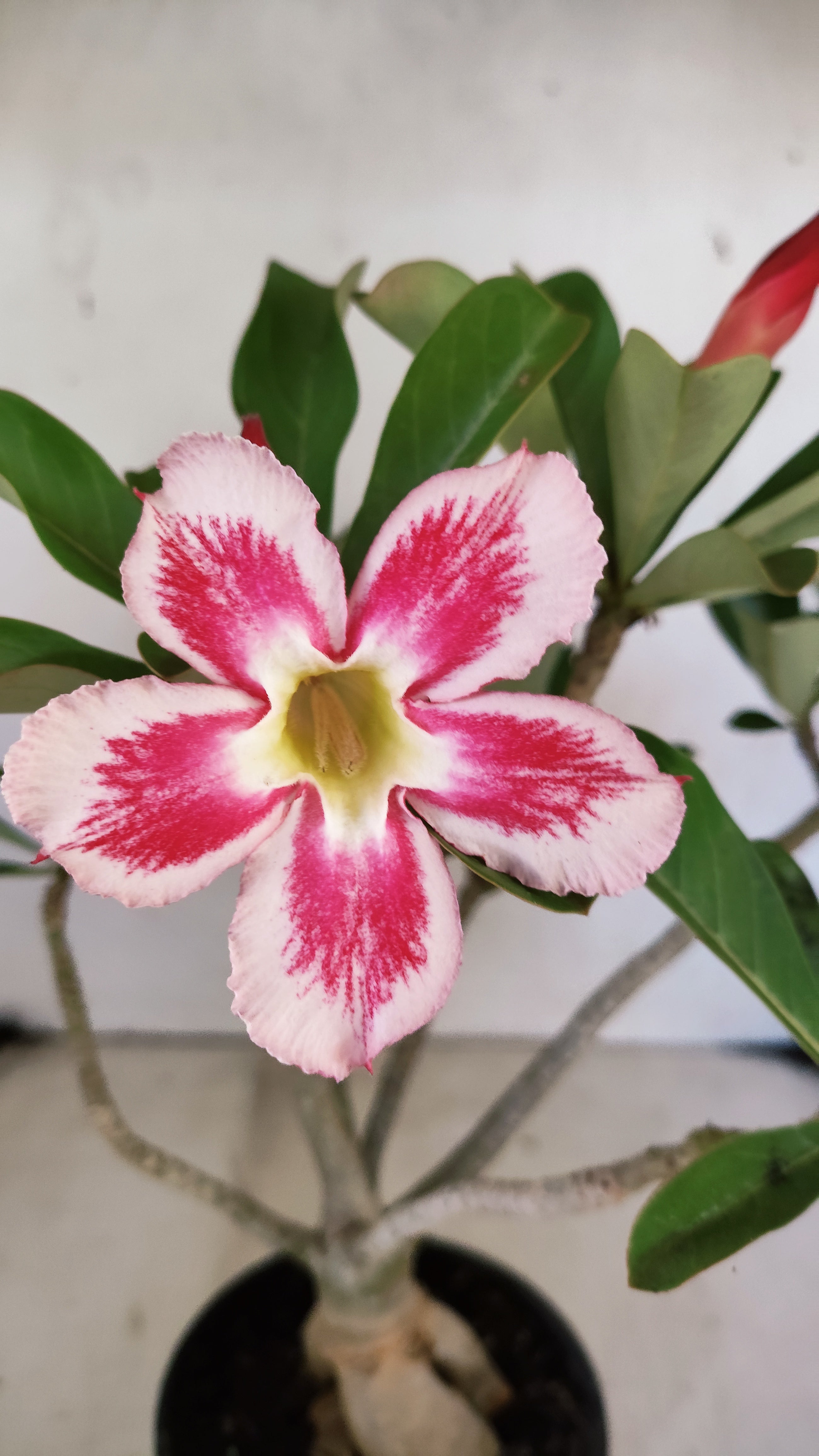 Planta Simples 3546 – 30cm – 03 anos