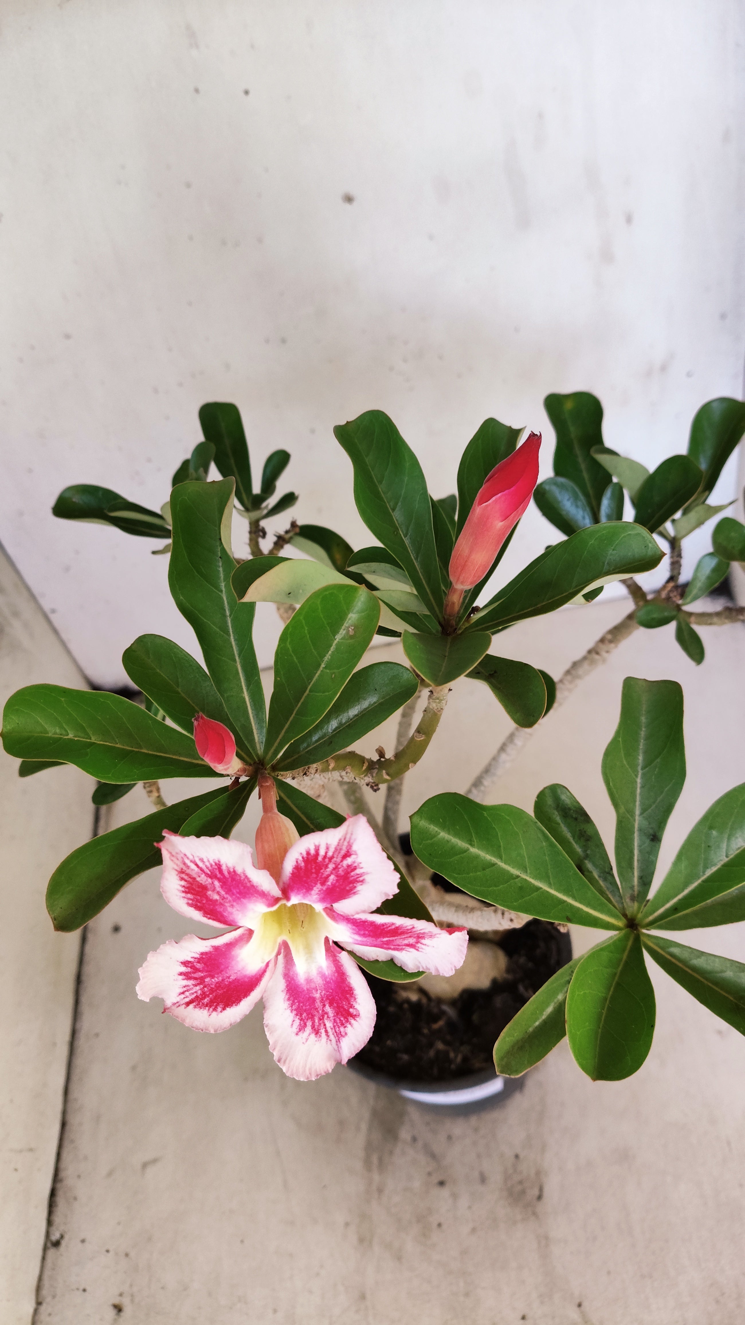 Planta Simples 3546 – 30cm – 03 anos