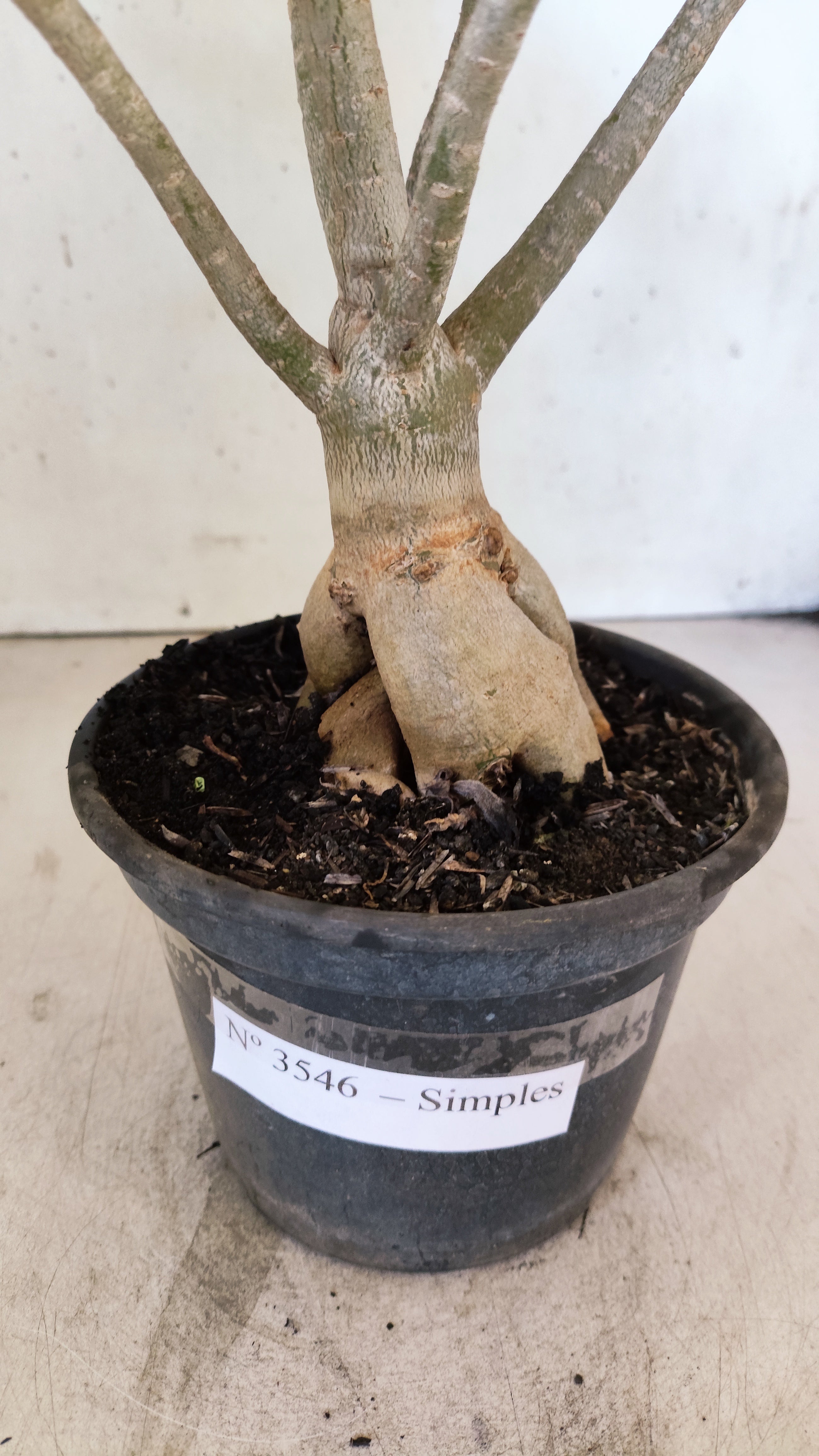 Planta Simples 3546 – 30cm – 03 anos