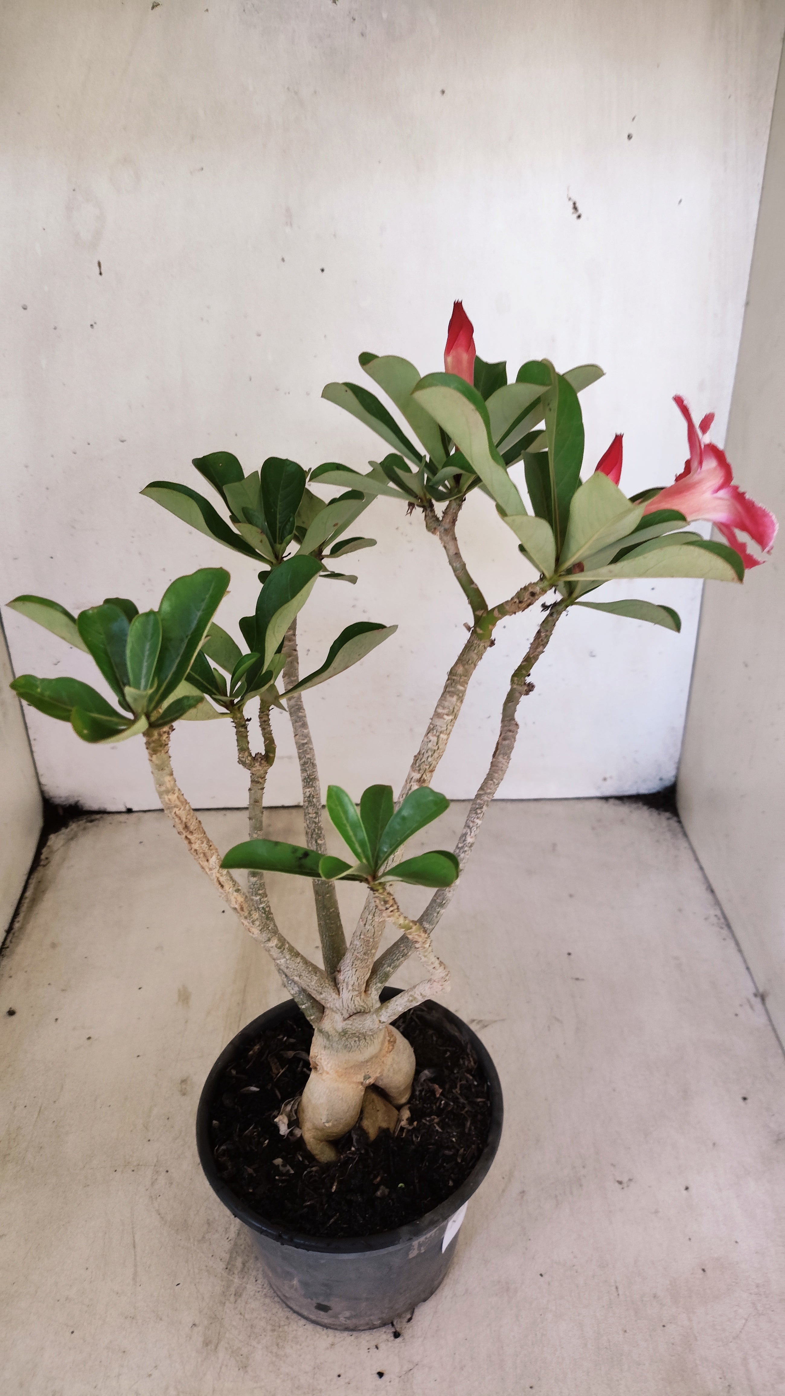 Planta Simples 3546 – 30cm – 03 anos
