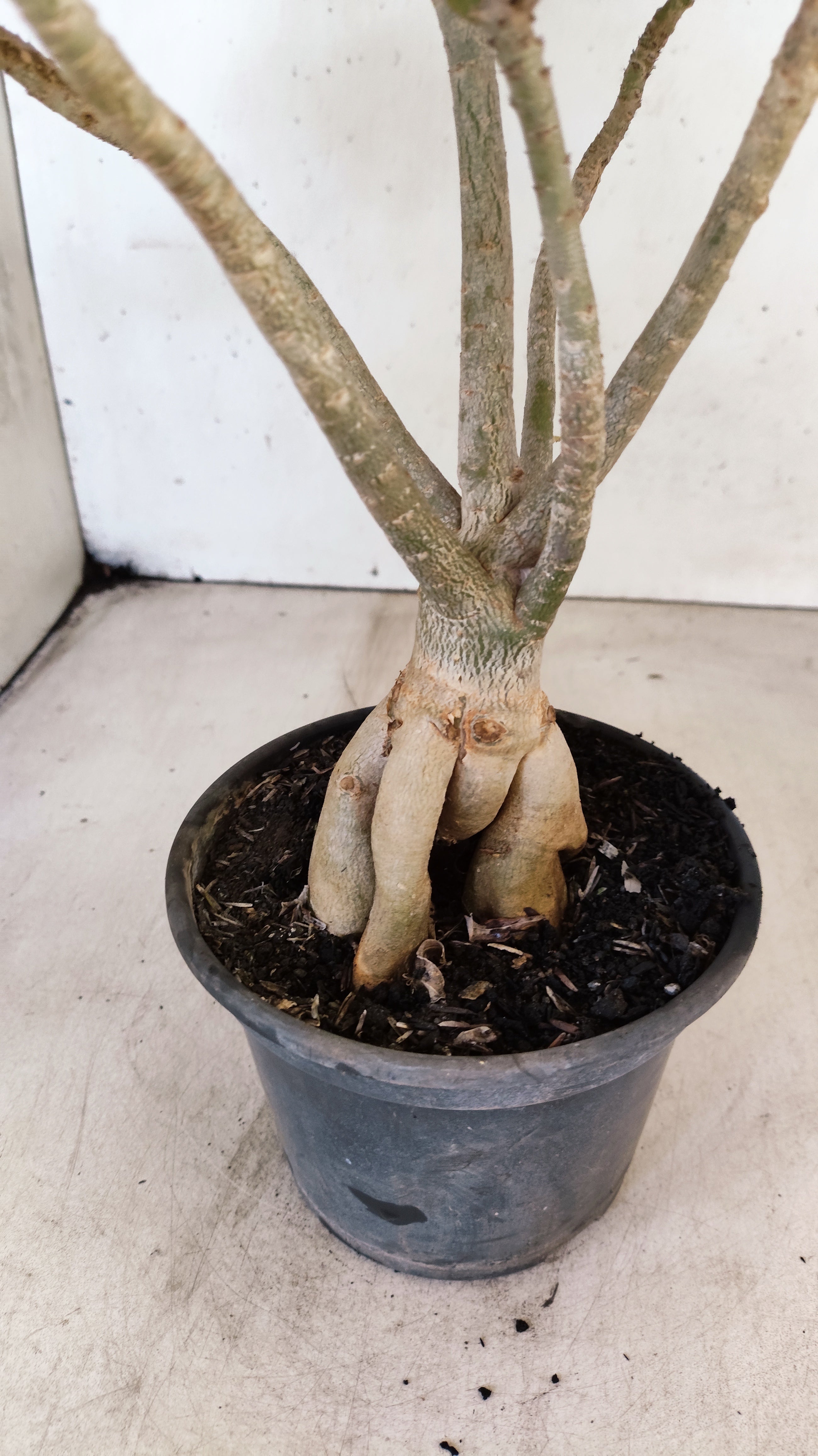 Planta Simples 3546 – 30cm – 03 anos