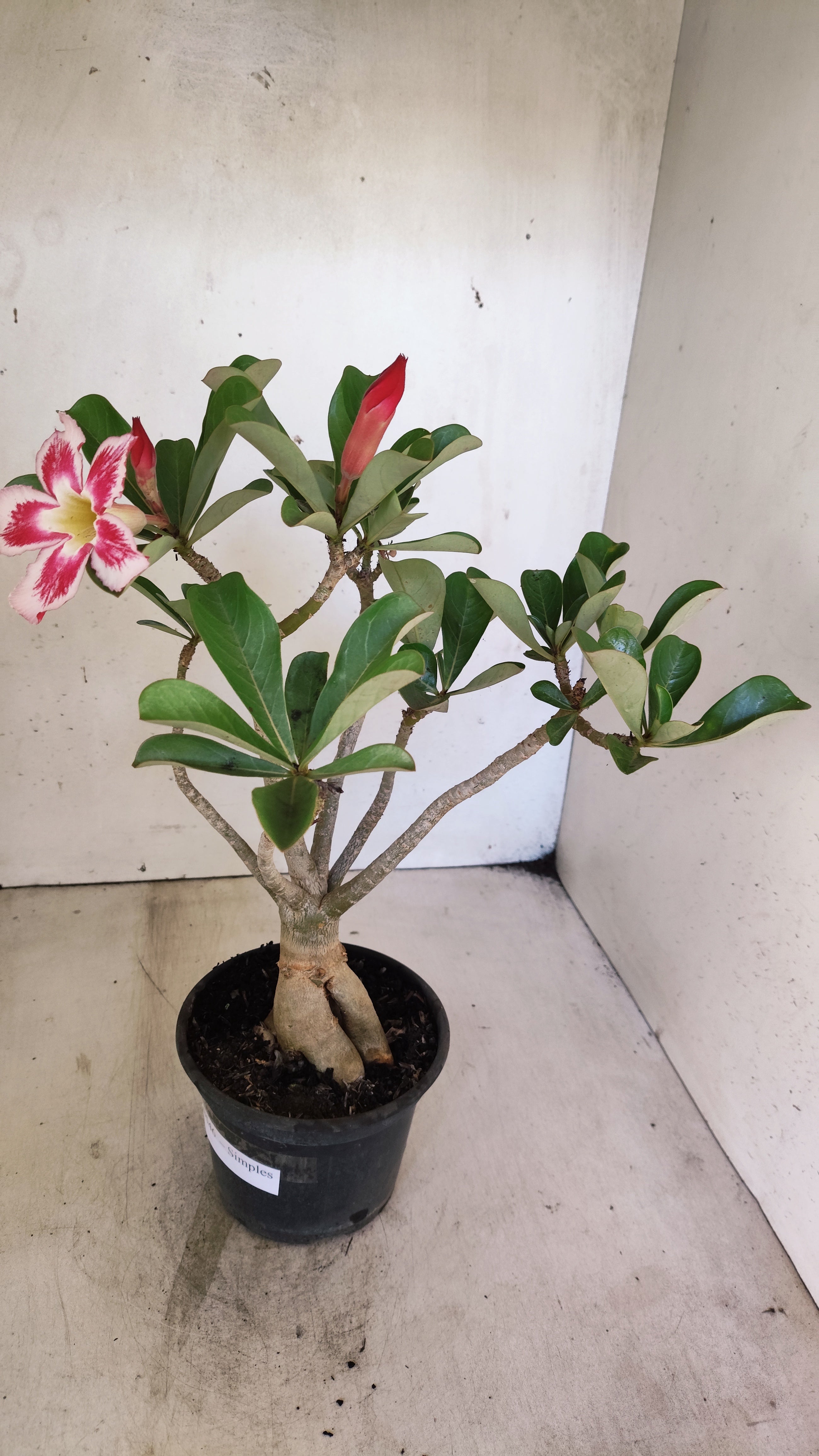 Planta Simples 3546 – 30cm – 03 anos