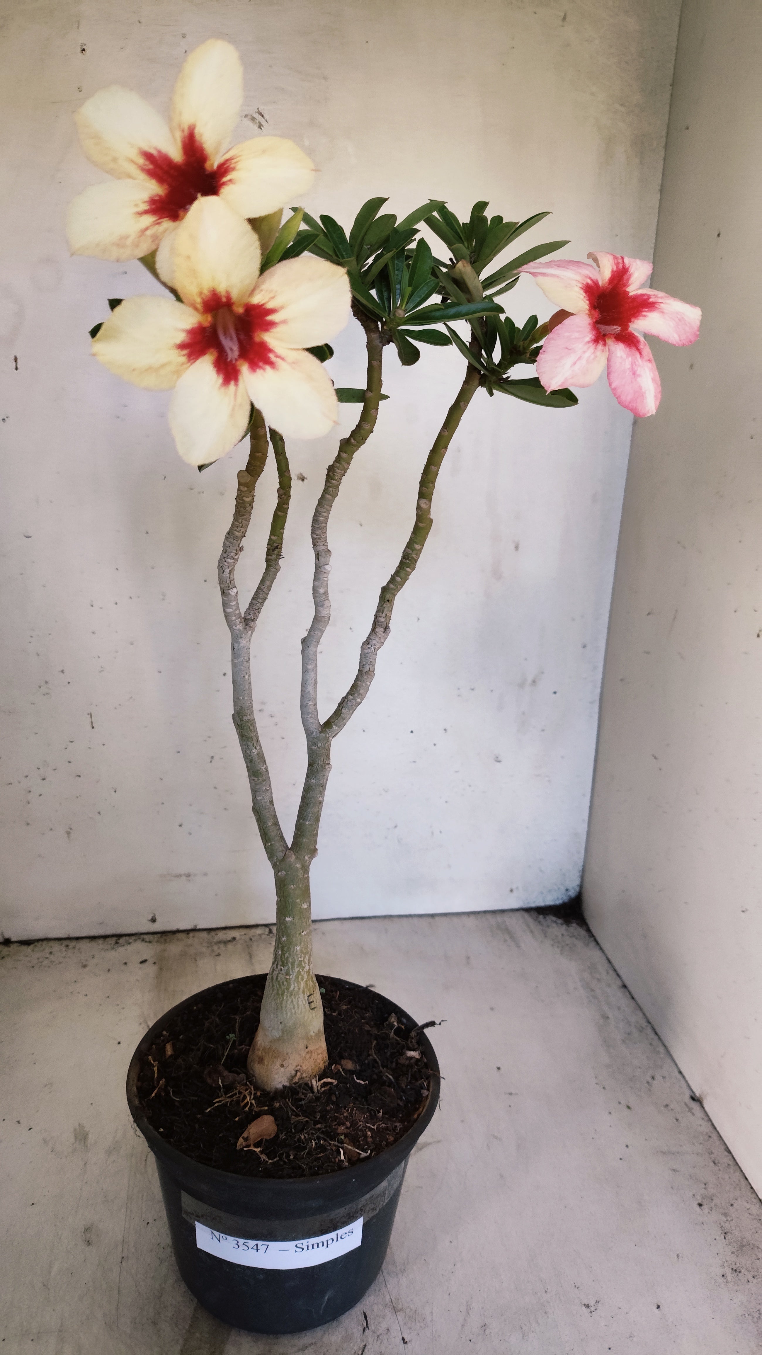 Planta Simples 3547 – 35cm – 03 anos