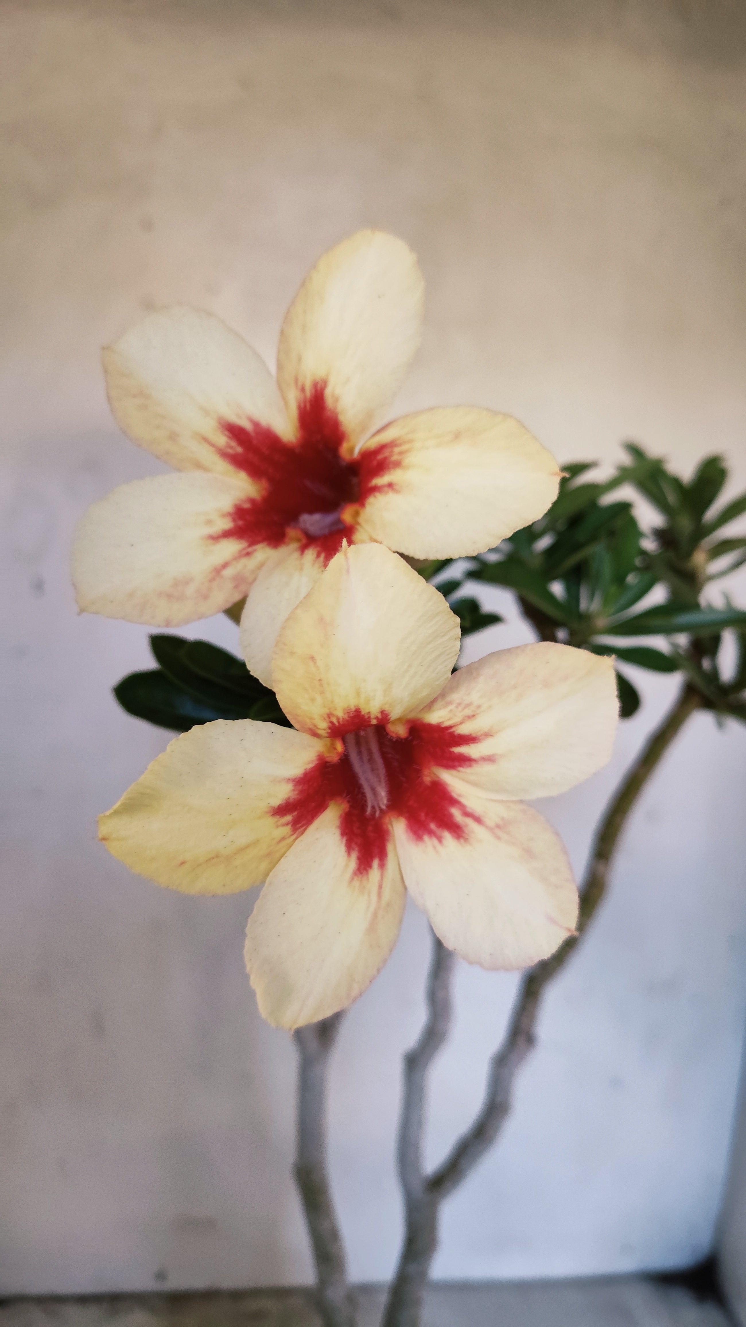 Planta Simples 3547 – 35cm – 03 anos