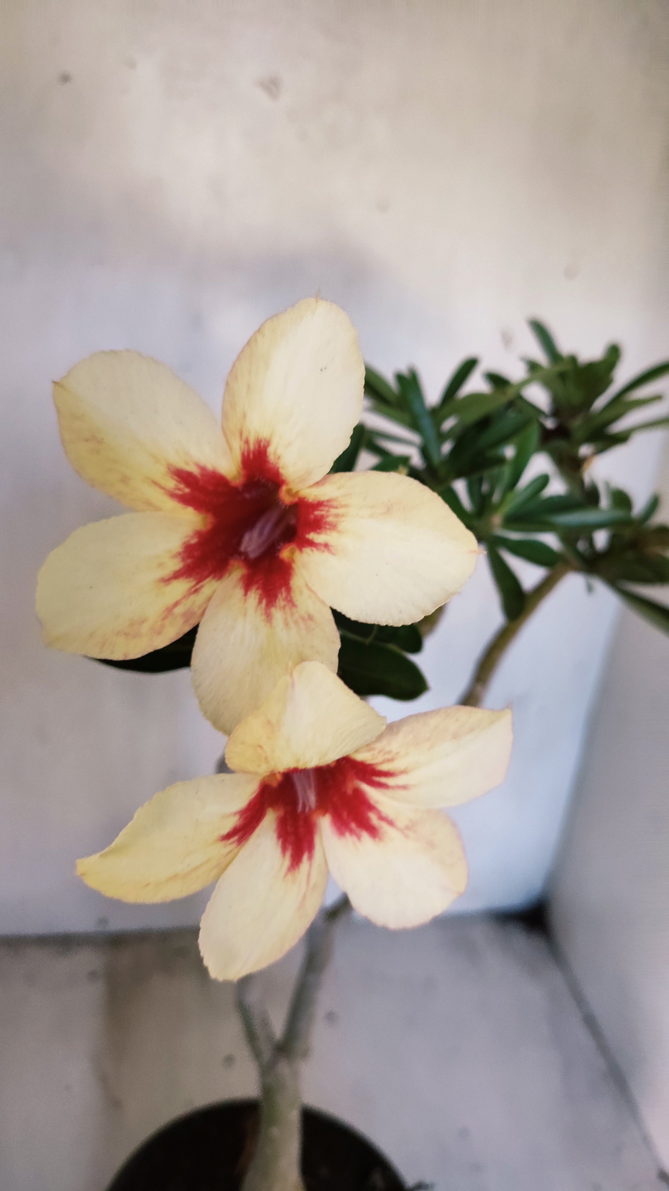 Planta Simples 3547 – 35cm – 03 anos