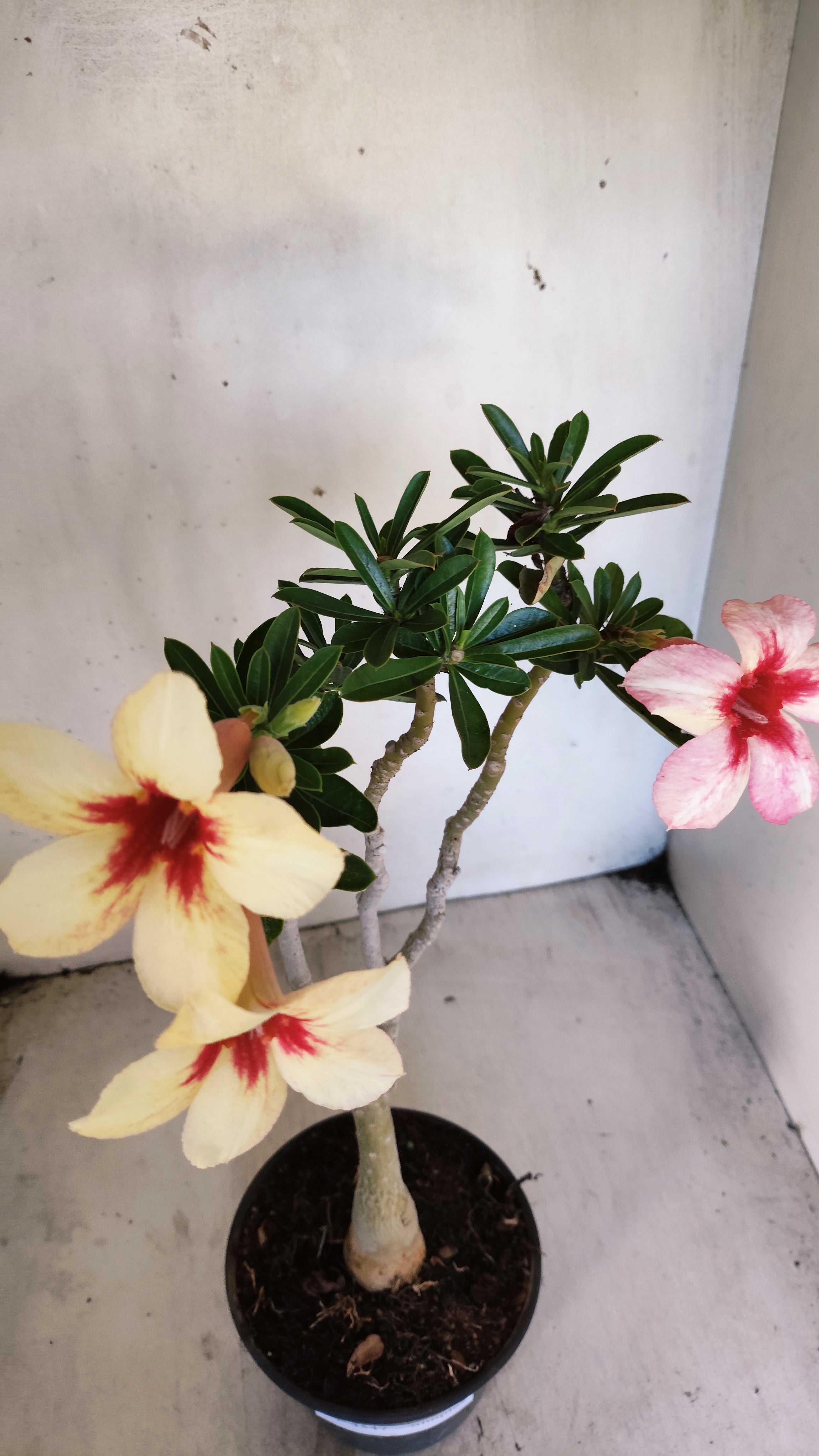 Planta Simples 3547 – 35cm – 03 anos
