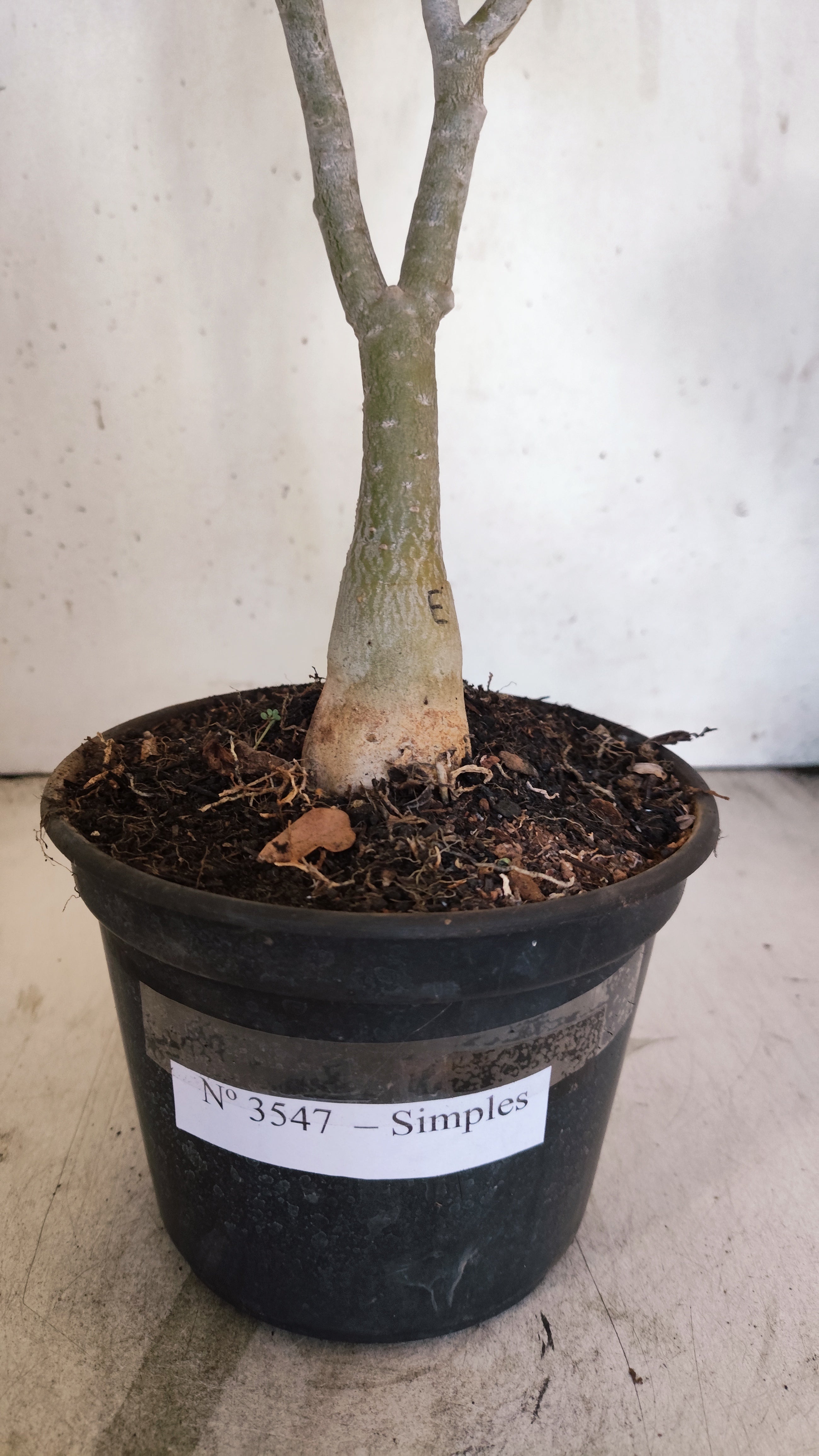 Planta Simples 3547 – 35cm – 03 anos