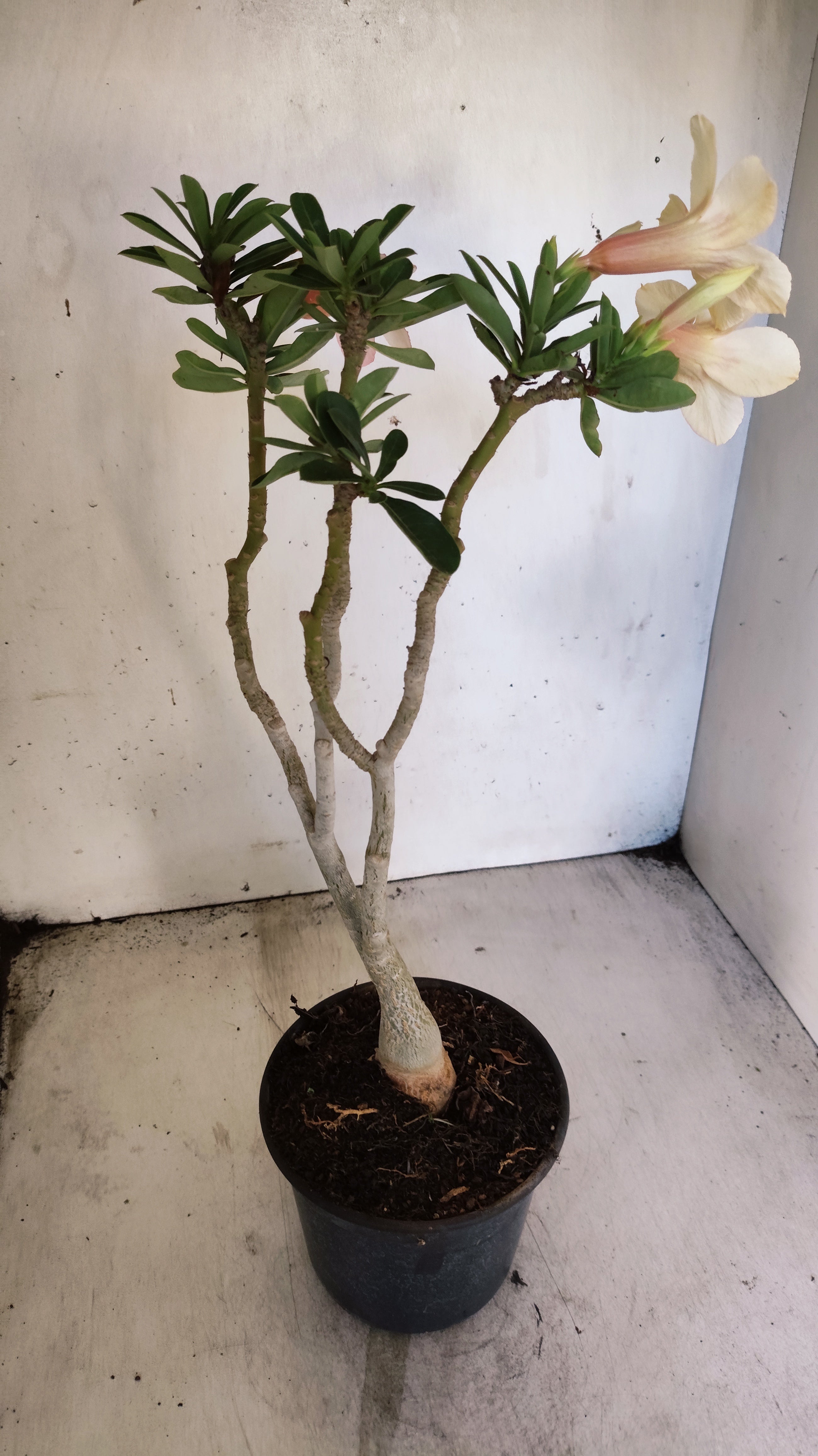 Planta Simples 3547 – 35cm – 03 anos