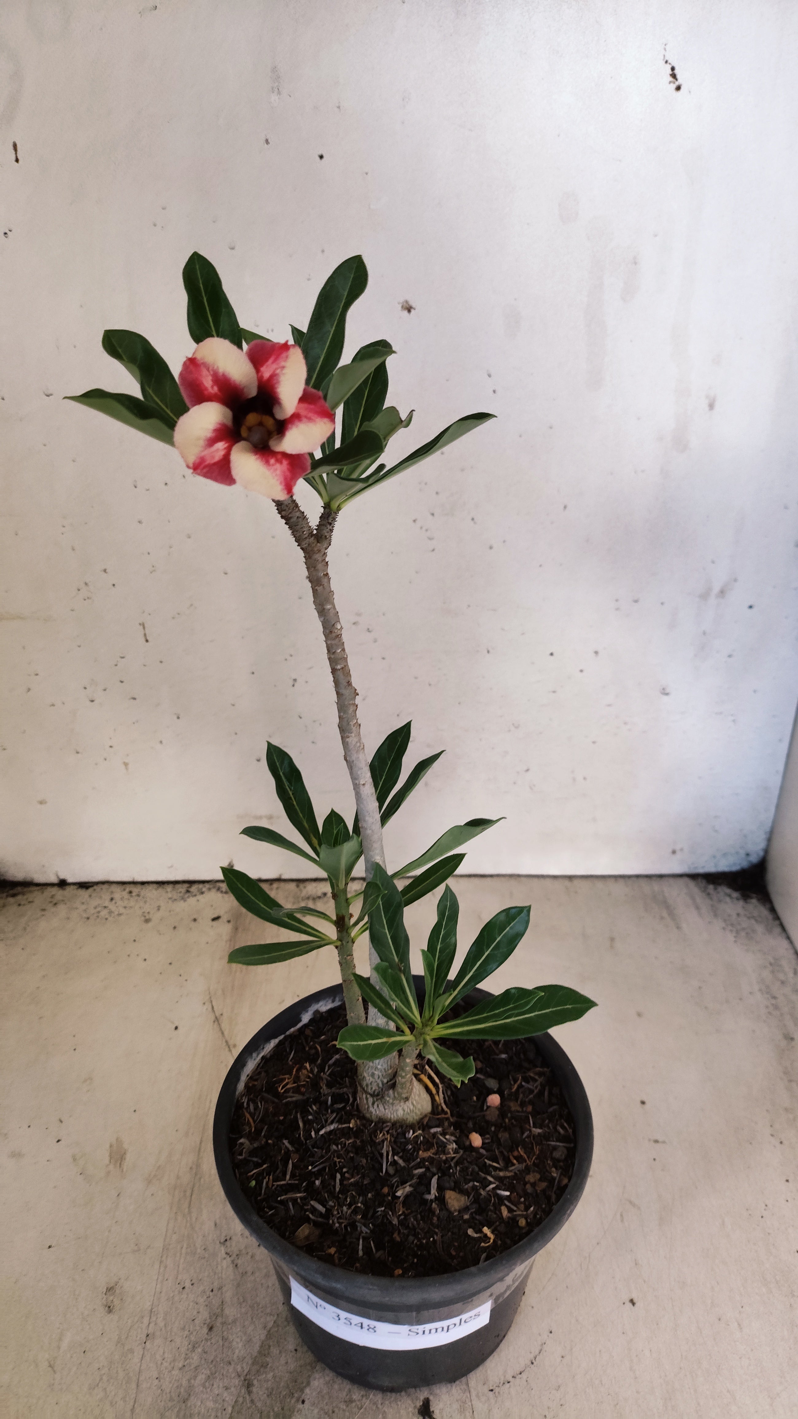 Planta Simples 3548 – 30cm – 02 anos