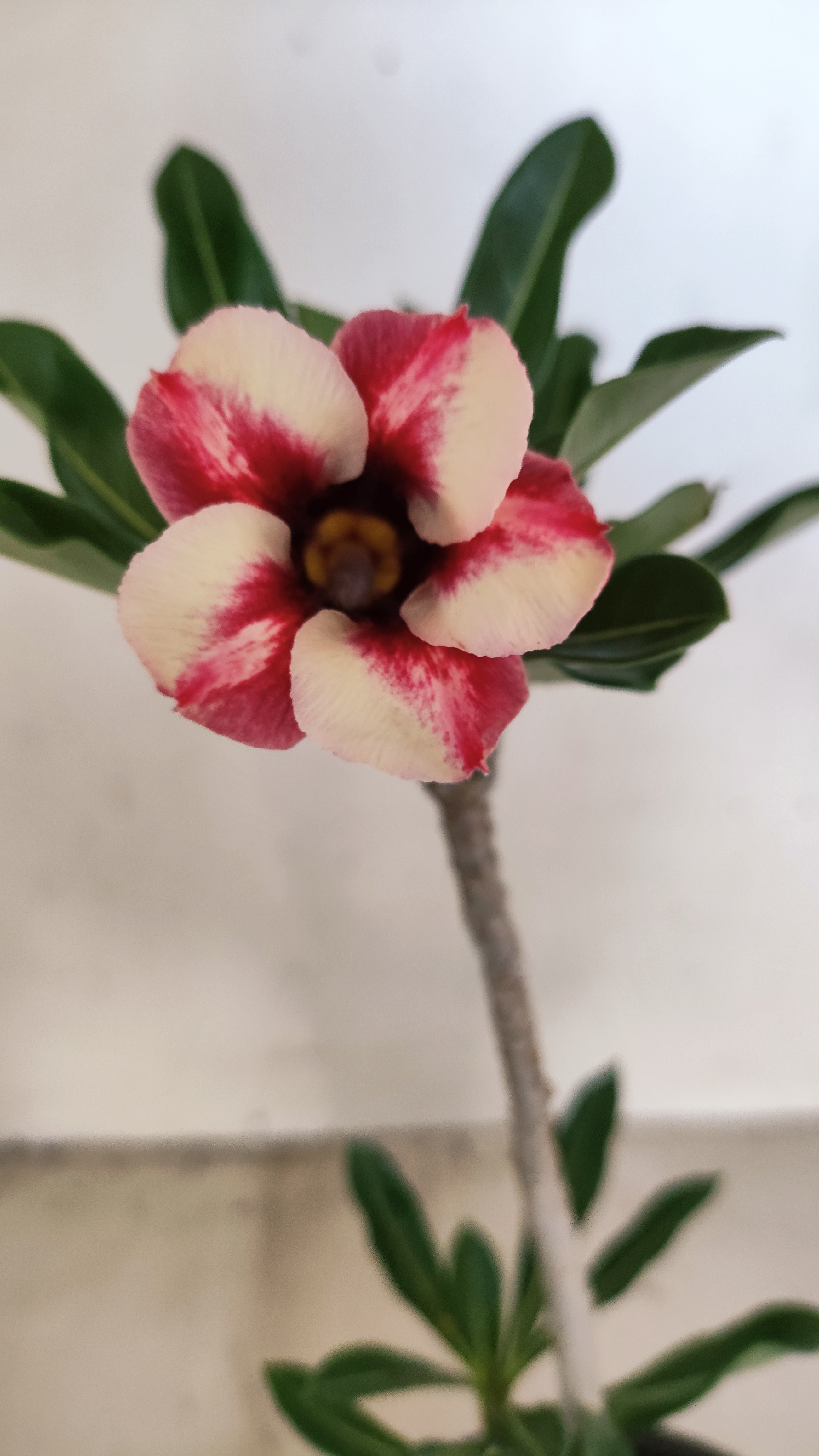 Planta Simples 3548 – 30cm – 02 anos