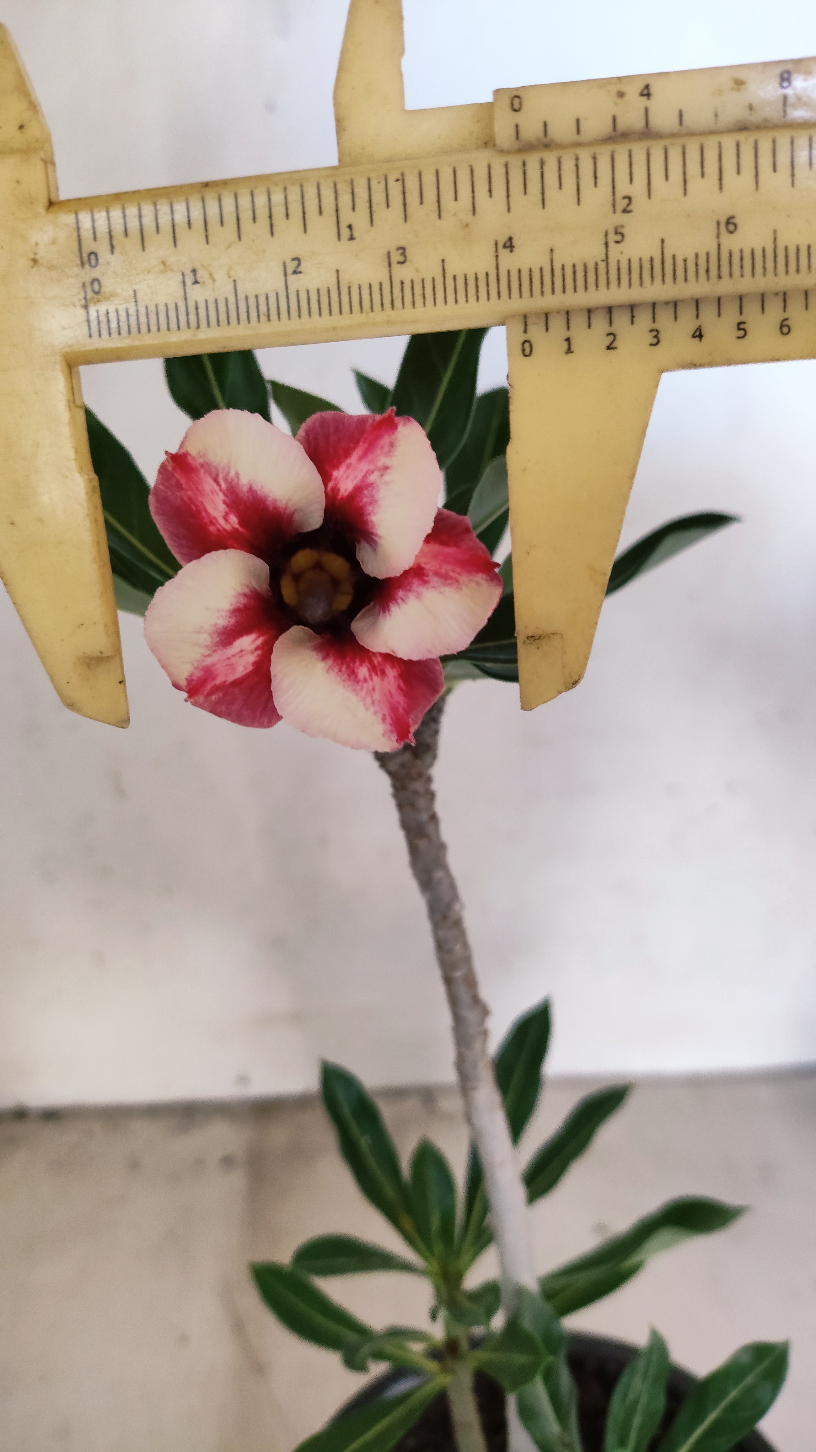 Planta Simples 3548 – 30cm – 02 anos
