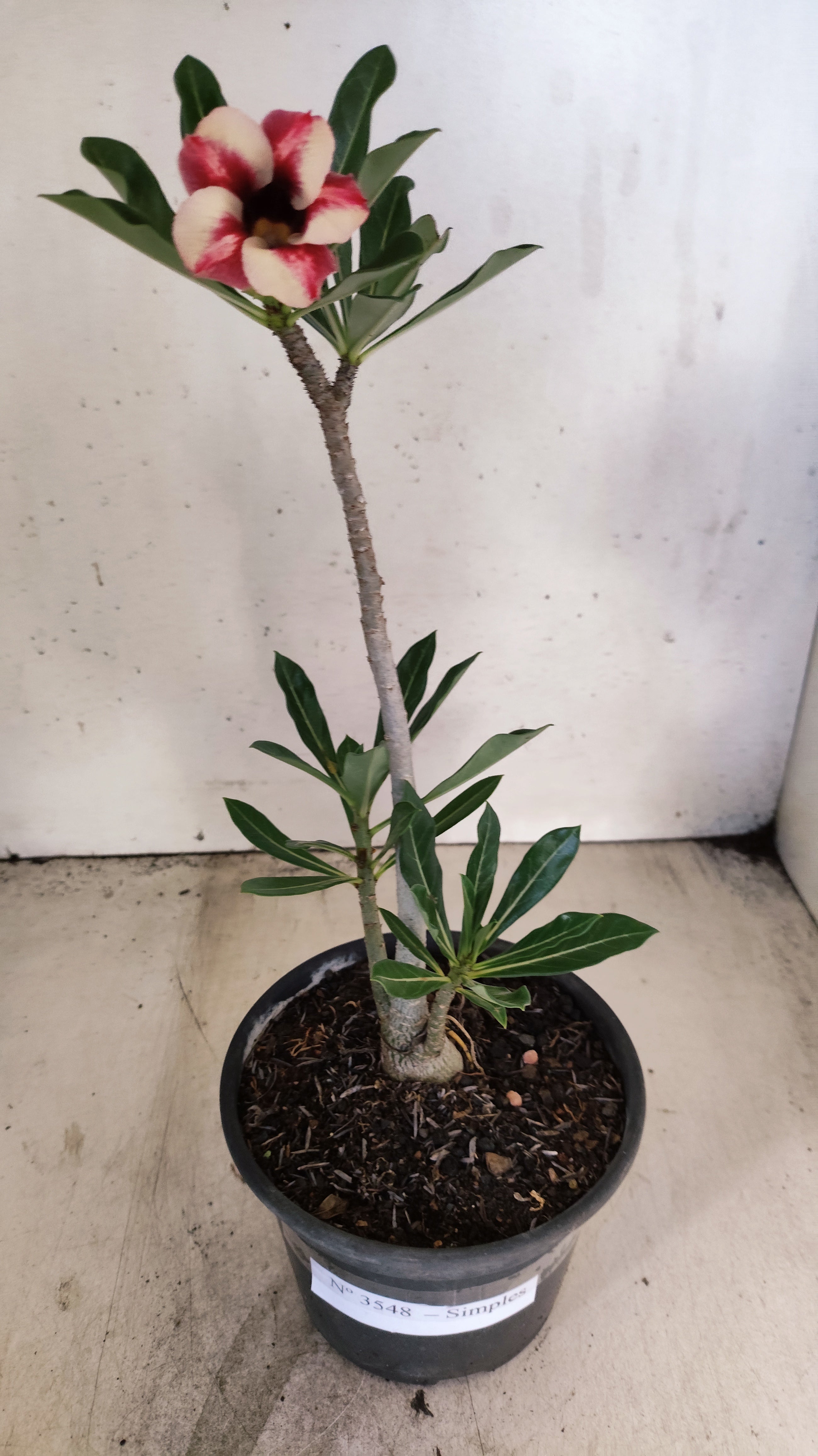 Planta Simples 3548 – 30cm – 02 anos