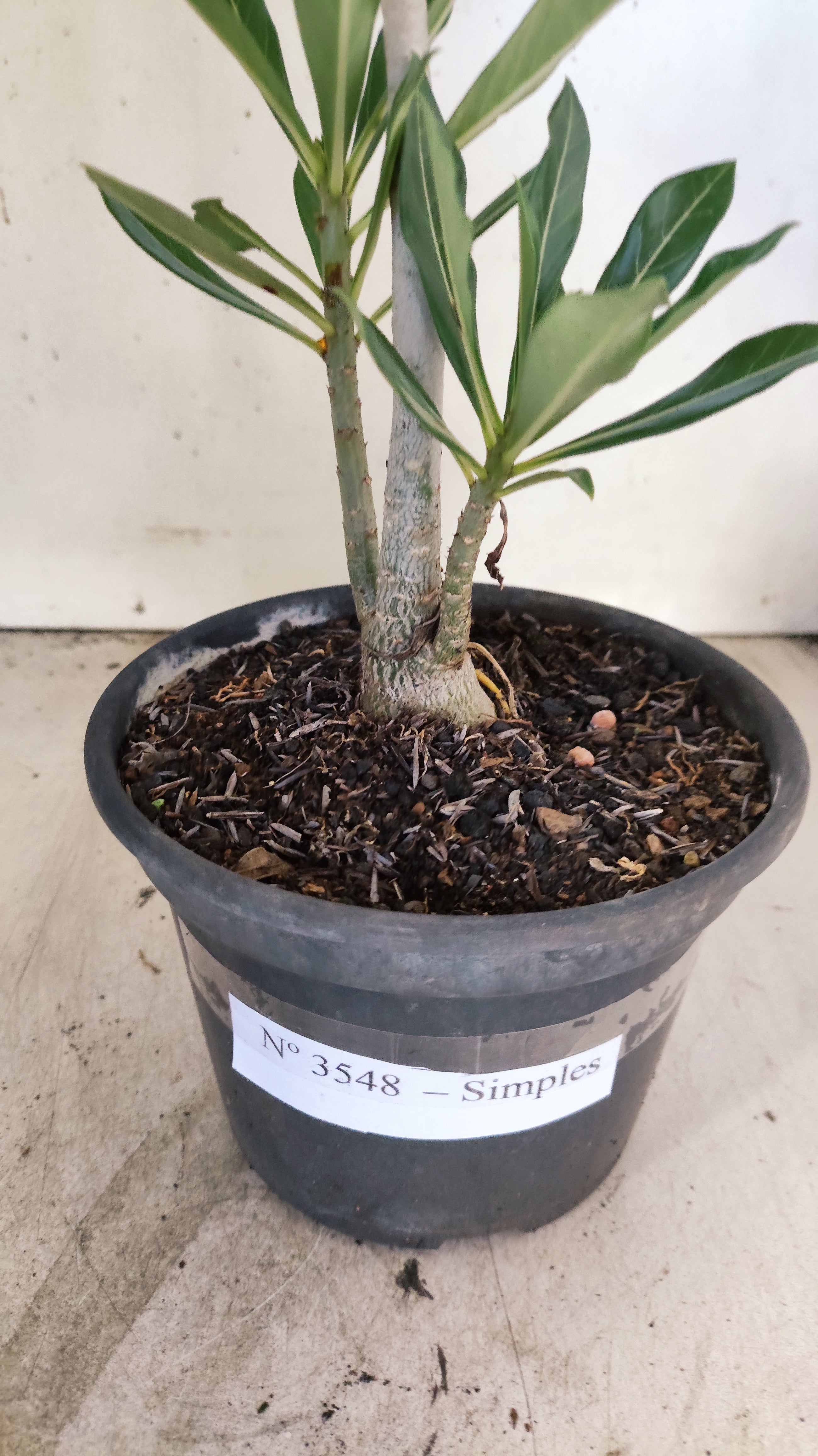 Planta Simples 3548 – 30cm – 02 anos