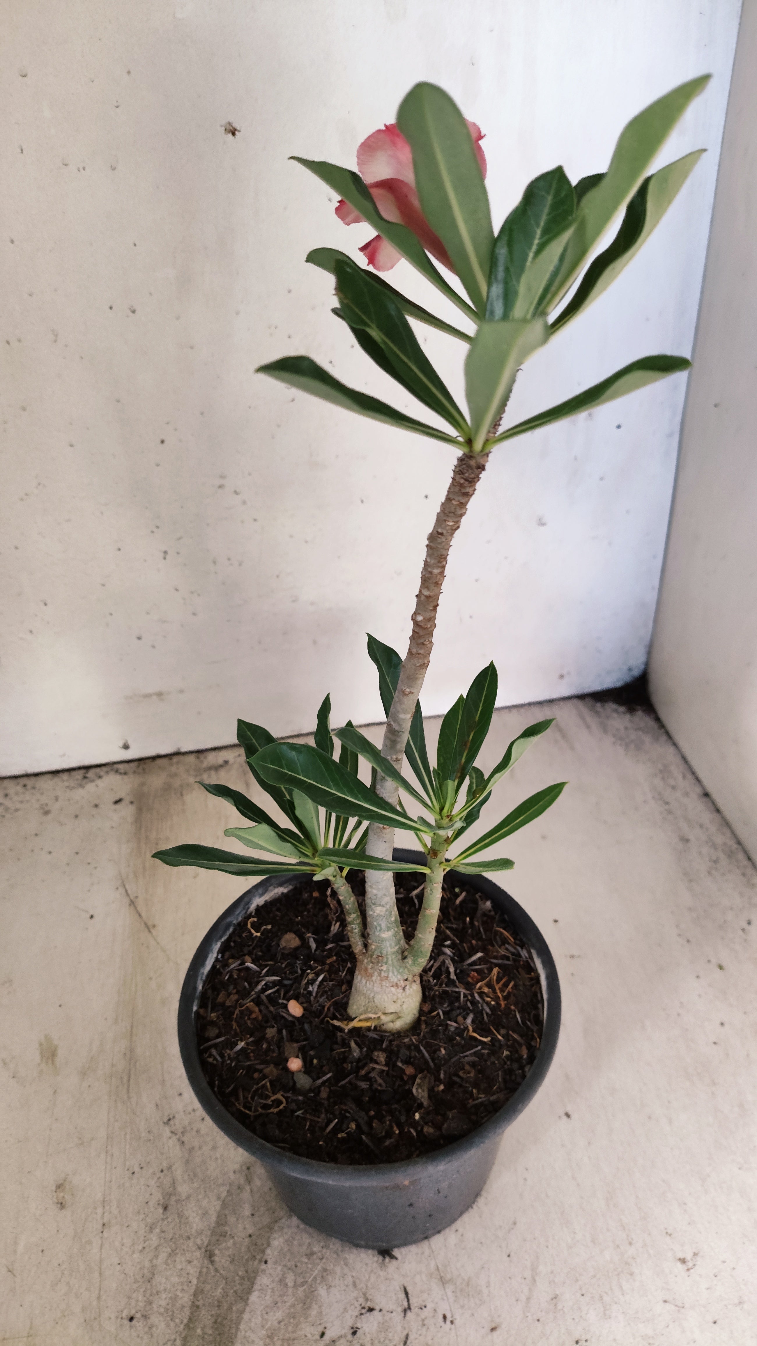 Planta Simples 3548 – 30cm – 02 anos