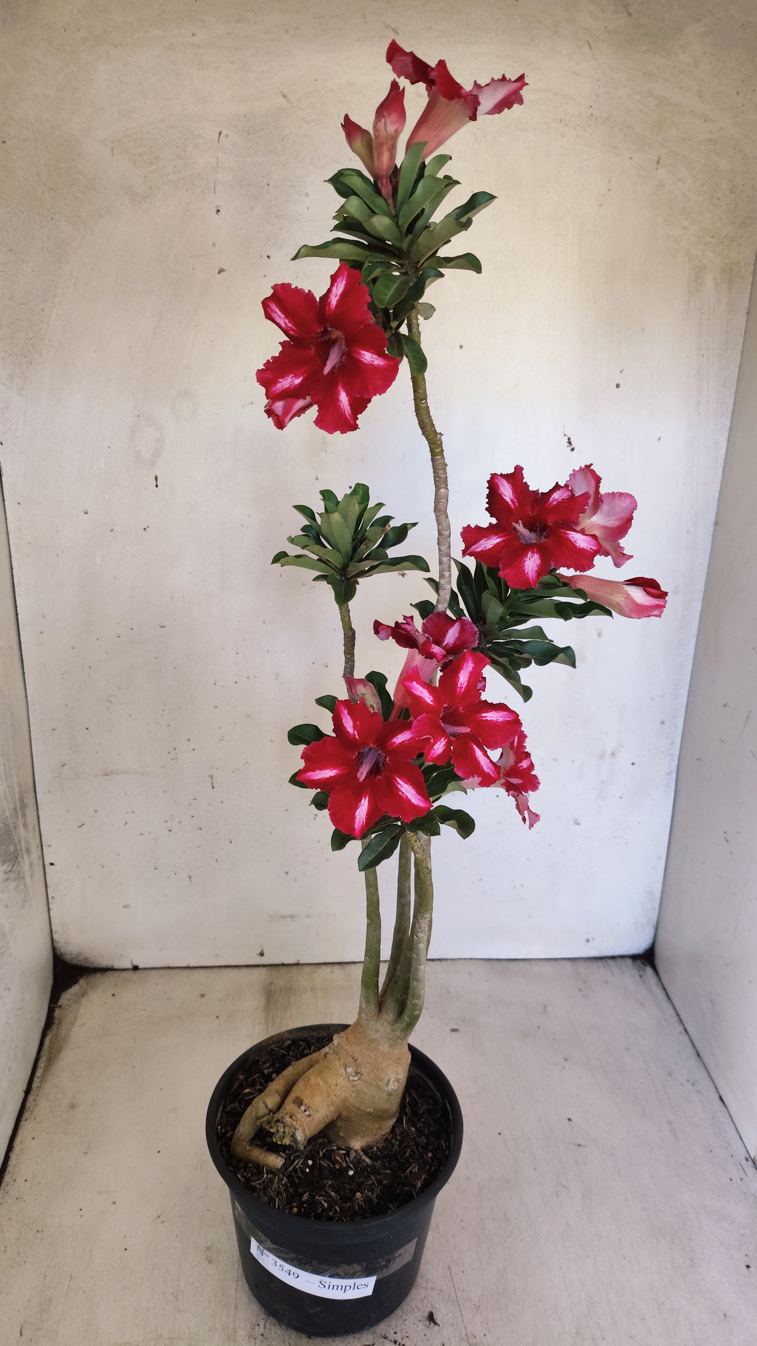 Planta Simples 3549 – 35cm – 03 anos
